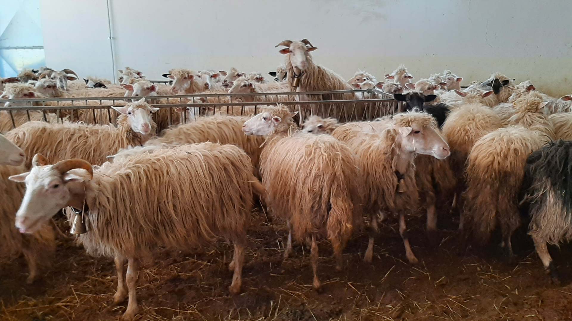 Arzana: visit to a farm with tasting - Photo 11