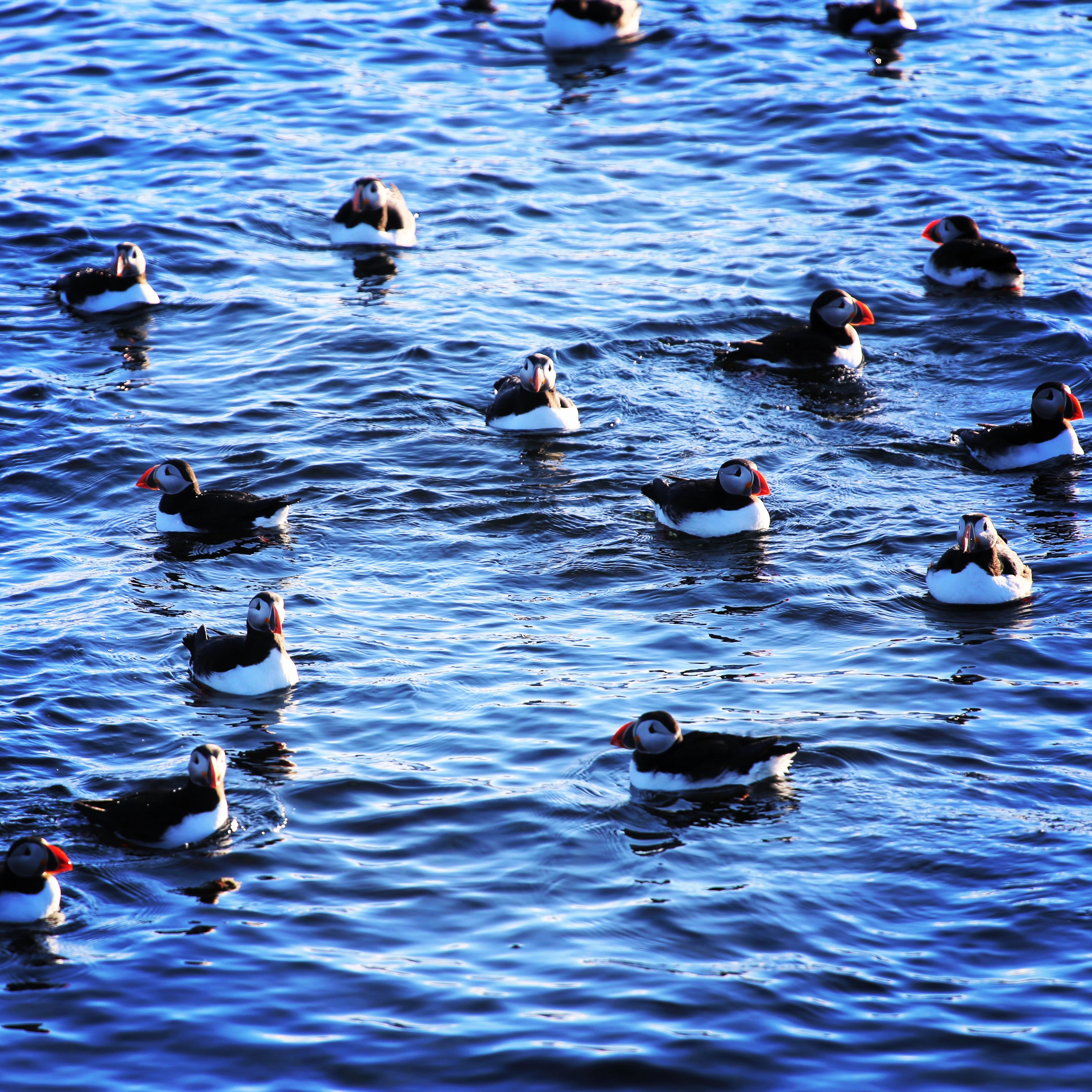 Official Vigur Island Tour (with return boat transfer from Ísafjörður) - photo 12