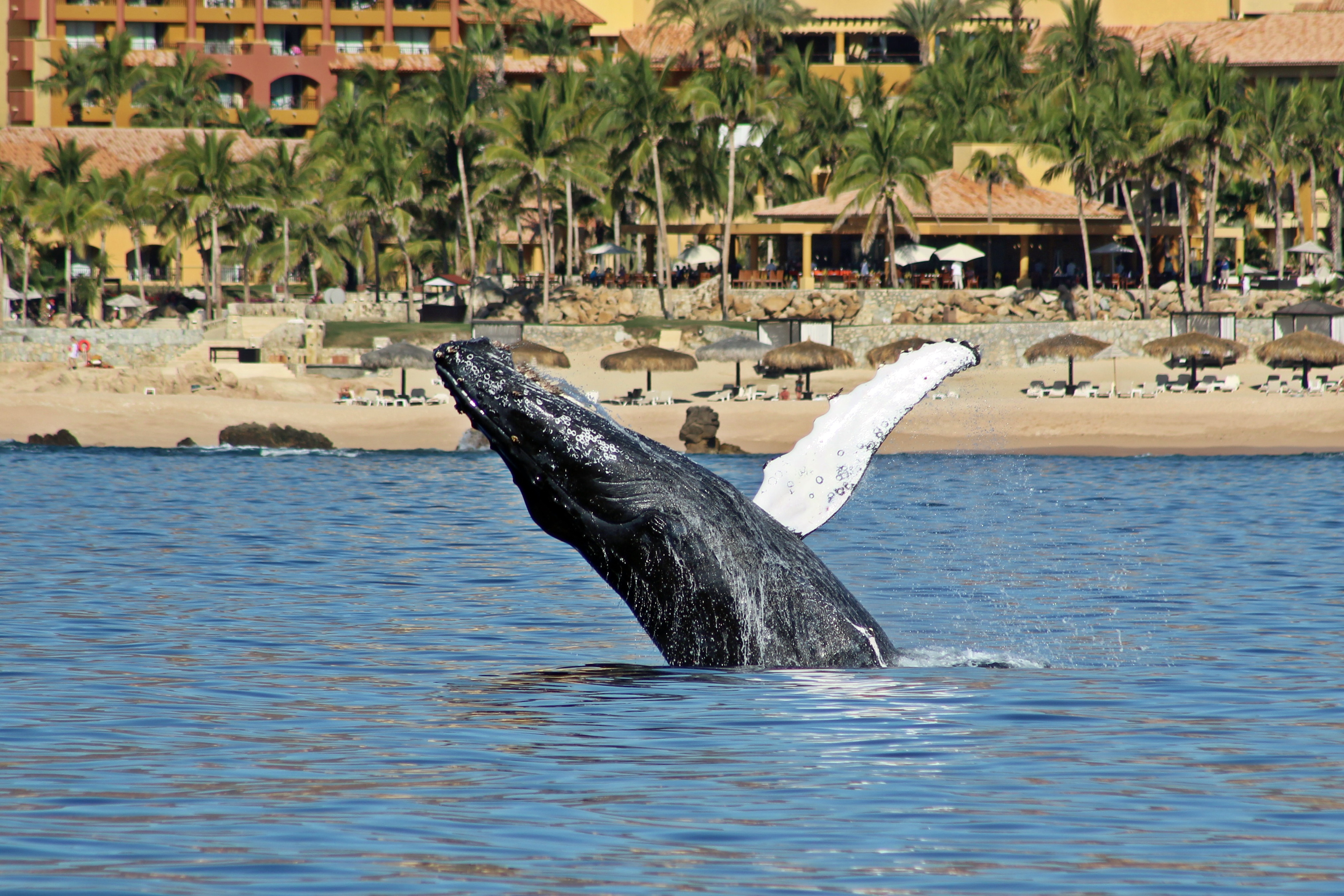 Avistamiento de ballenas al atardecer