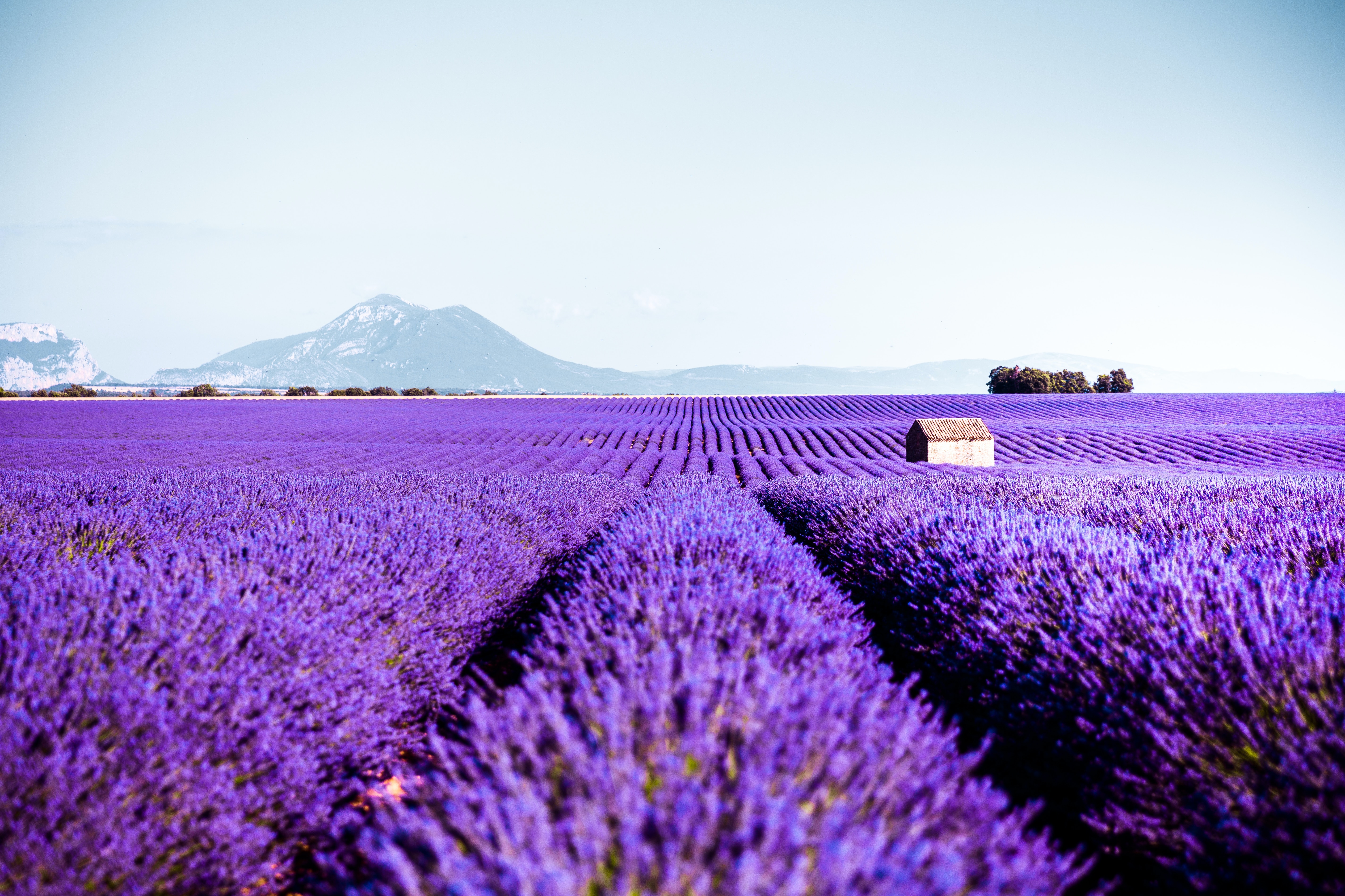Live a real and unique experience in a lavender field - Photo 19