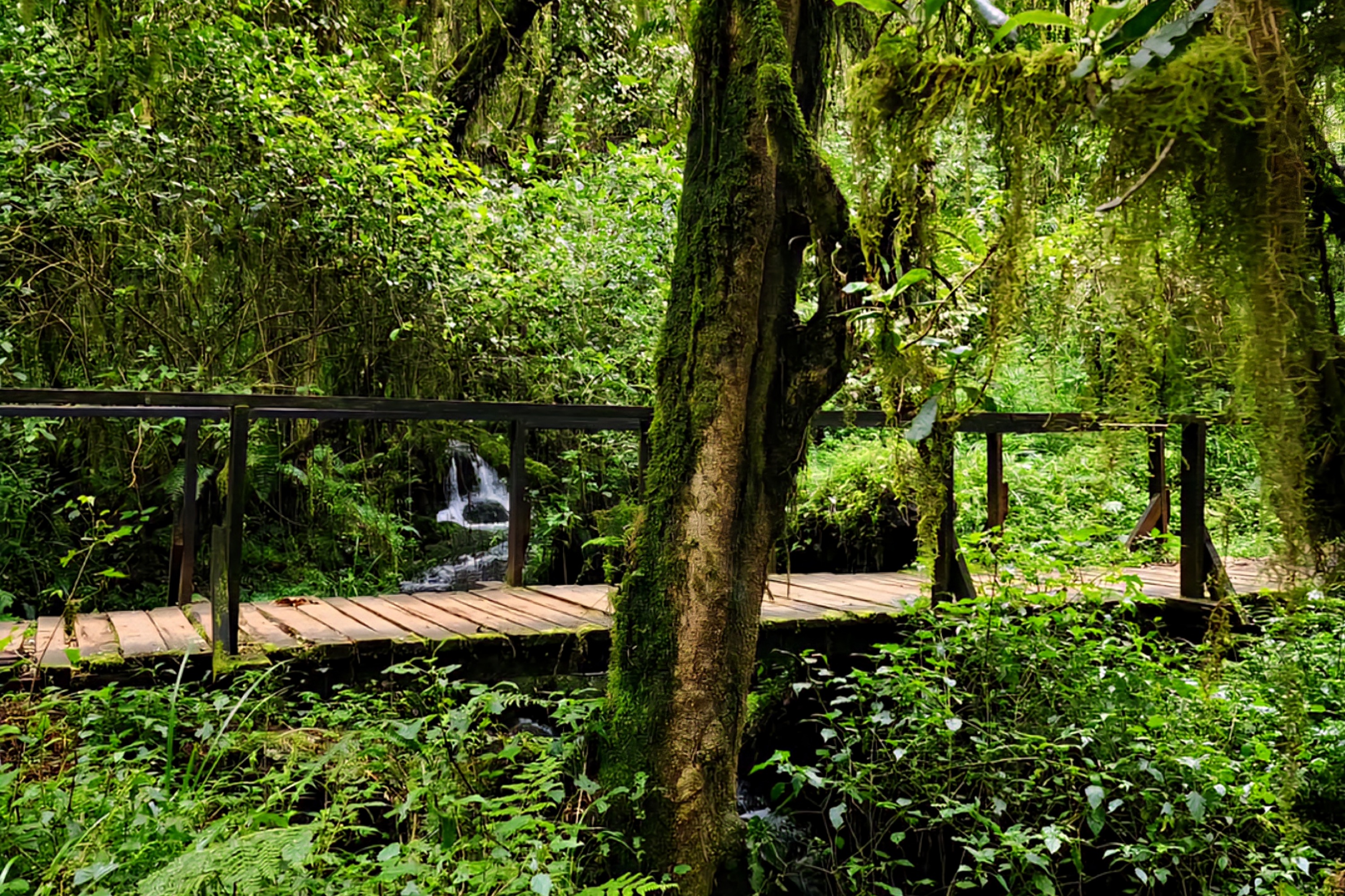 Escalada de 6 días al monte Kilimanjaro: desafío de ritmo rápido en la ruta Machame Wilderness - Foto 3