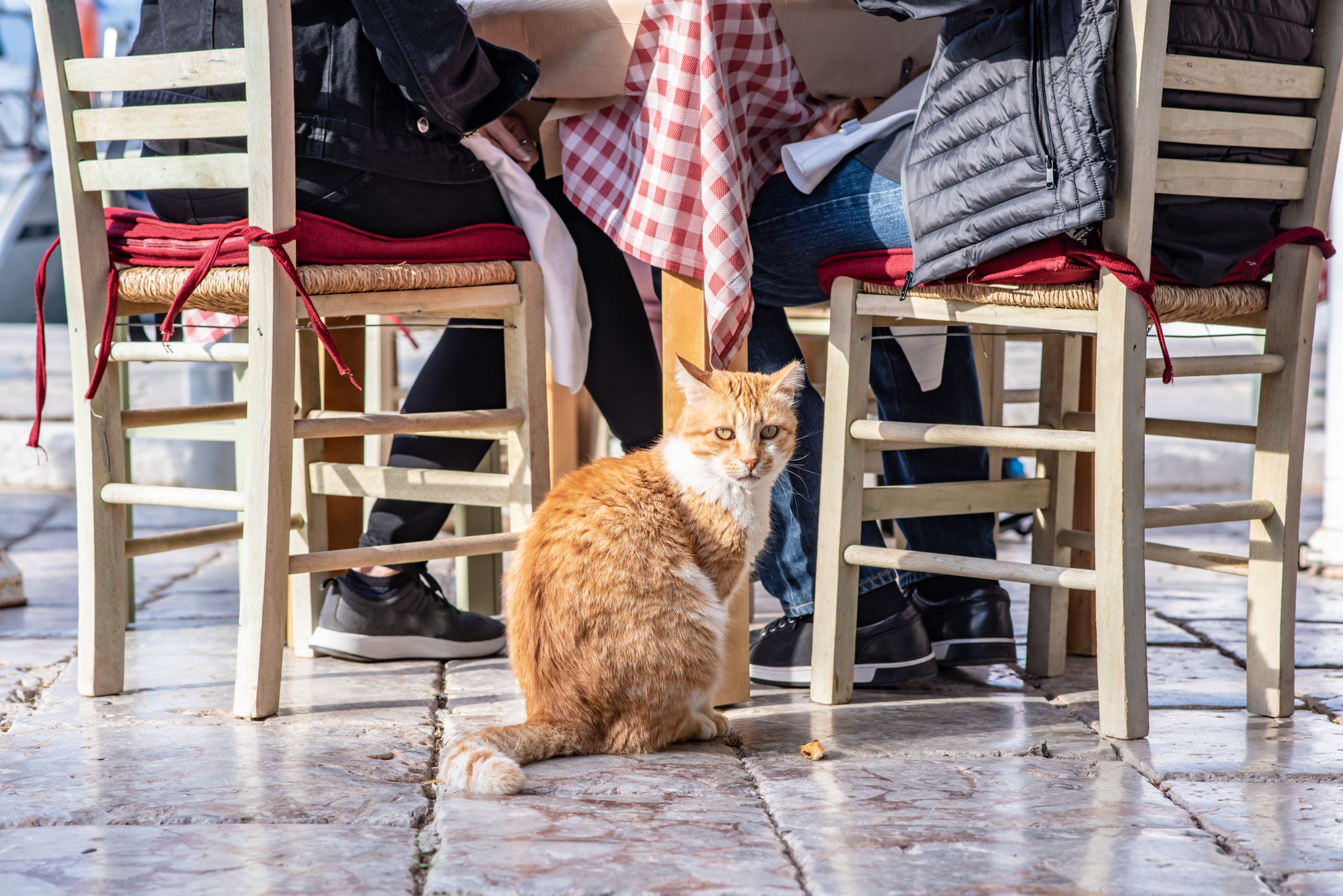 Taste of Athens Small-Group Afternoon Food Tour