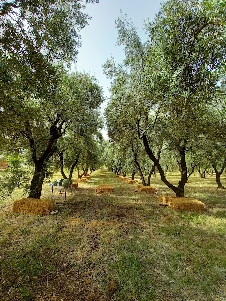 Benevento: picnic among the olive groves of Sannio and tour of the vineyard - Photo 3