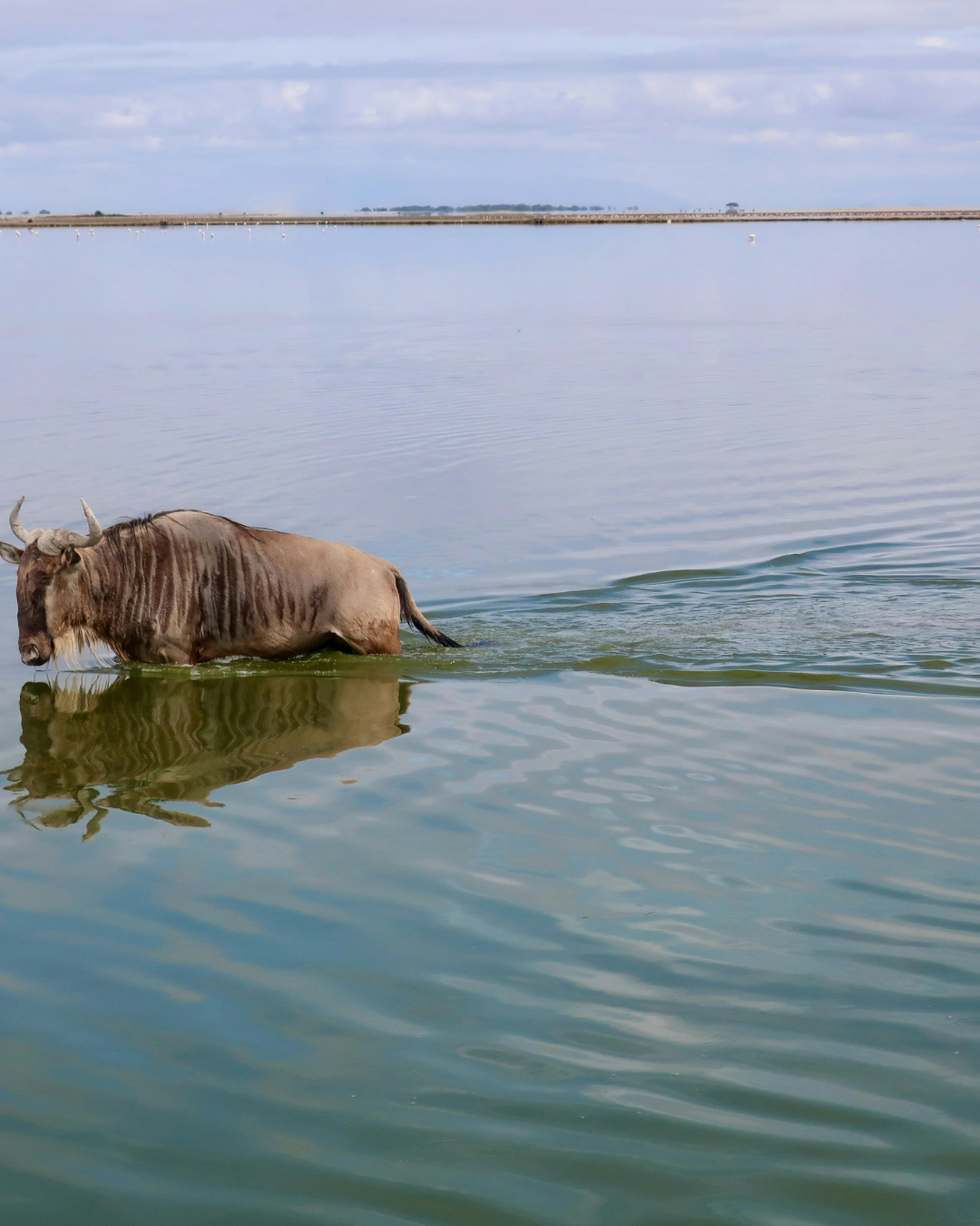 4-Day Maasai Mara & Lake Naivasha Private Safari from Nairobi – photo 4