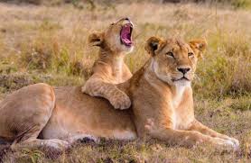 Safari Masai Mara de 2 días con safaris