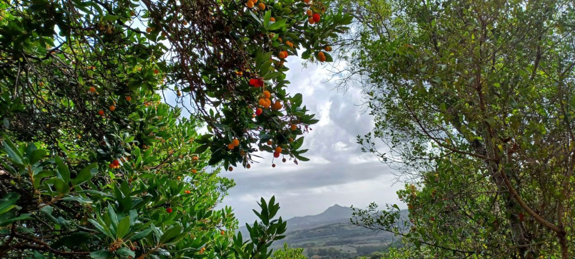 Castiadas: trekking in the S'Acqua Callenti forest - Photo 12