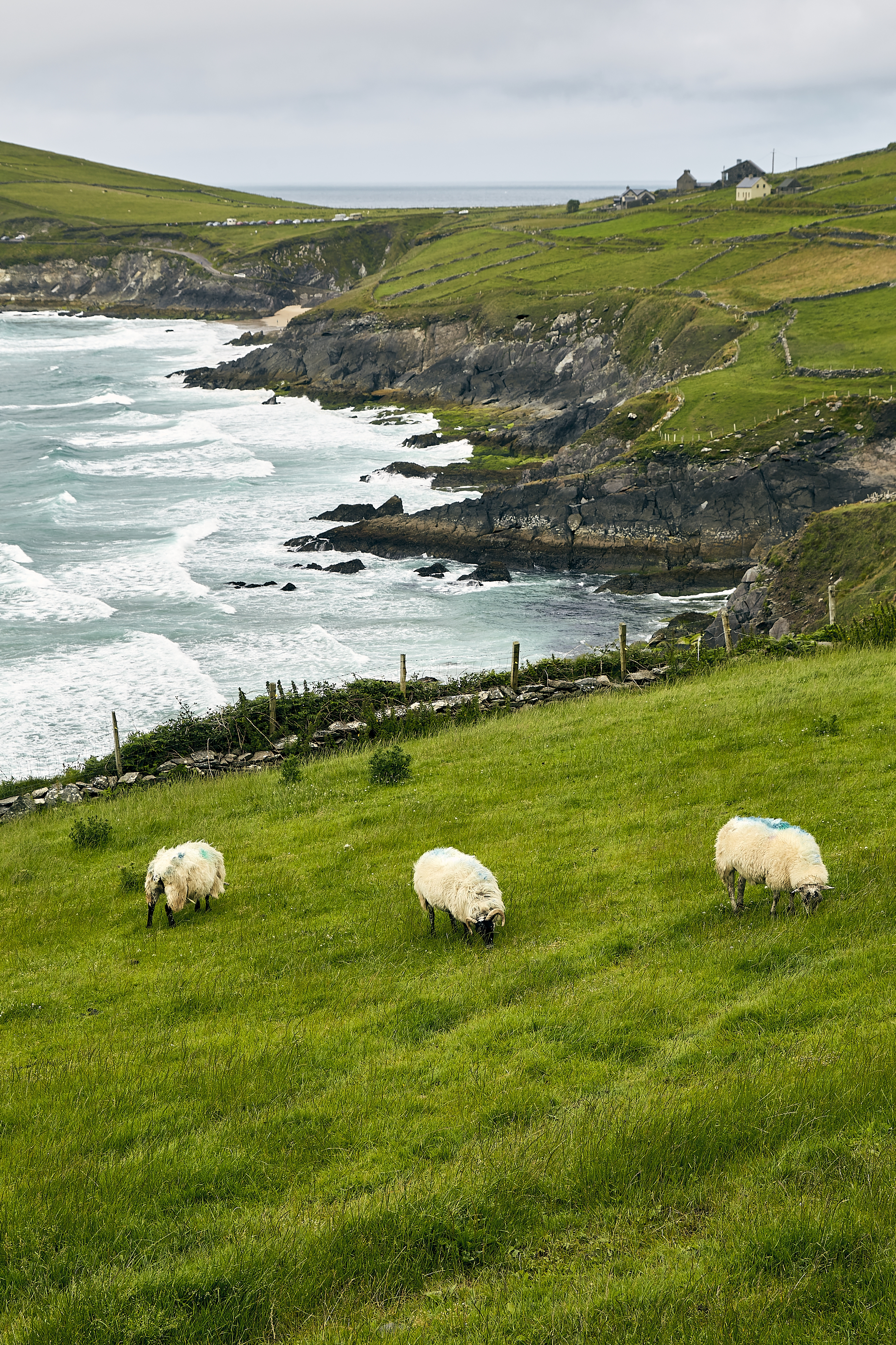 Desde Dublín: Excursión de un día a los Acantilados de Moher, el Castillo de Bunratty y Ennis - Alojamientos en Dublín