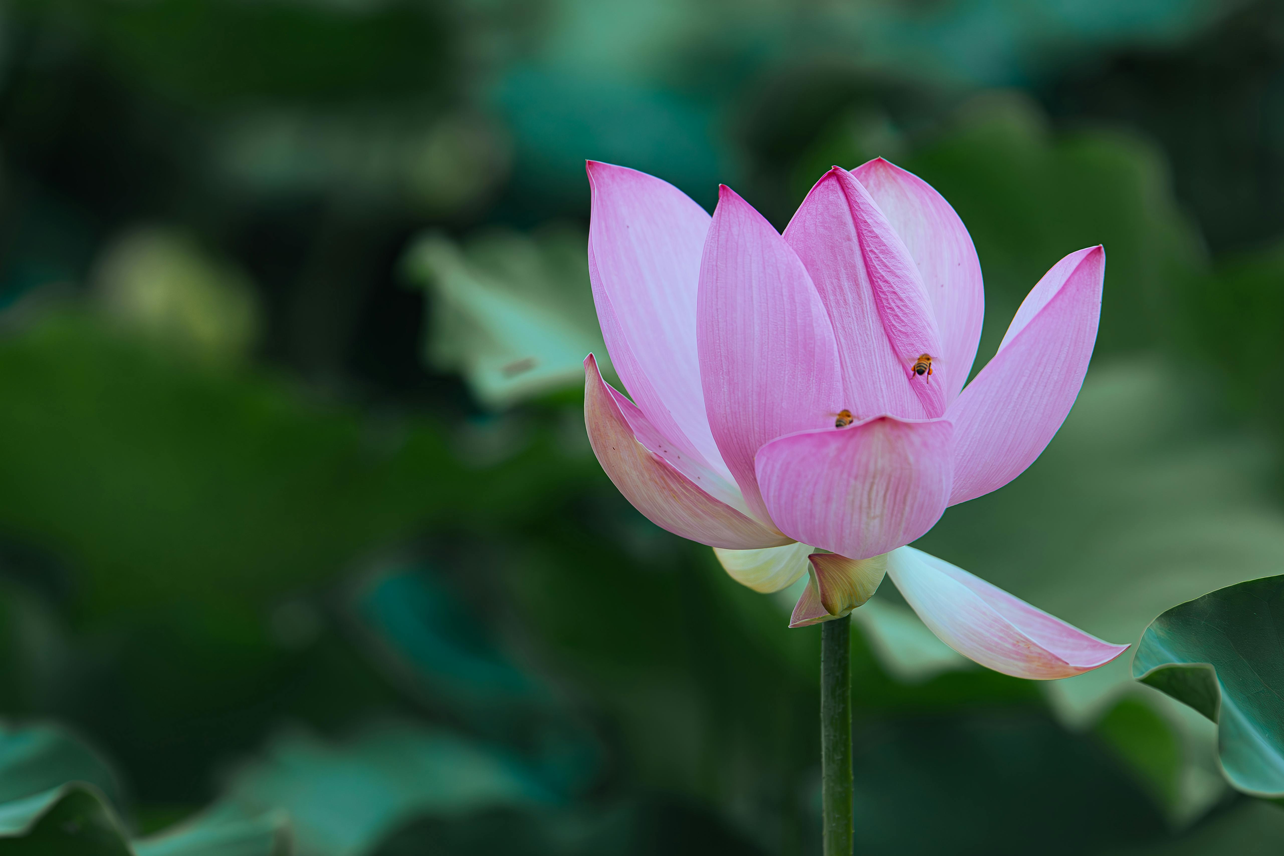 Half Day Giverny Monet's Gardens Tour – Image 4 | WeShare