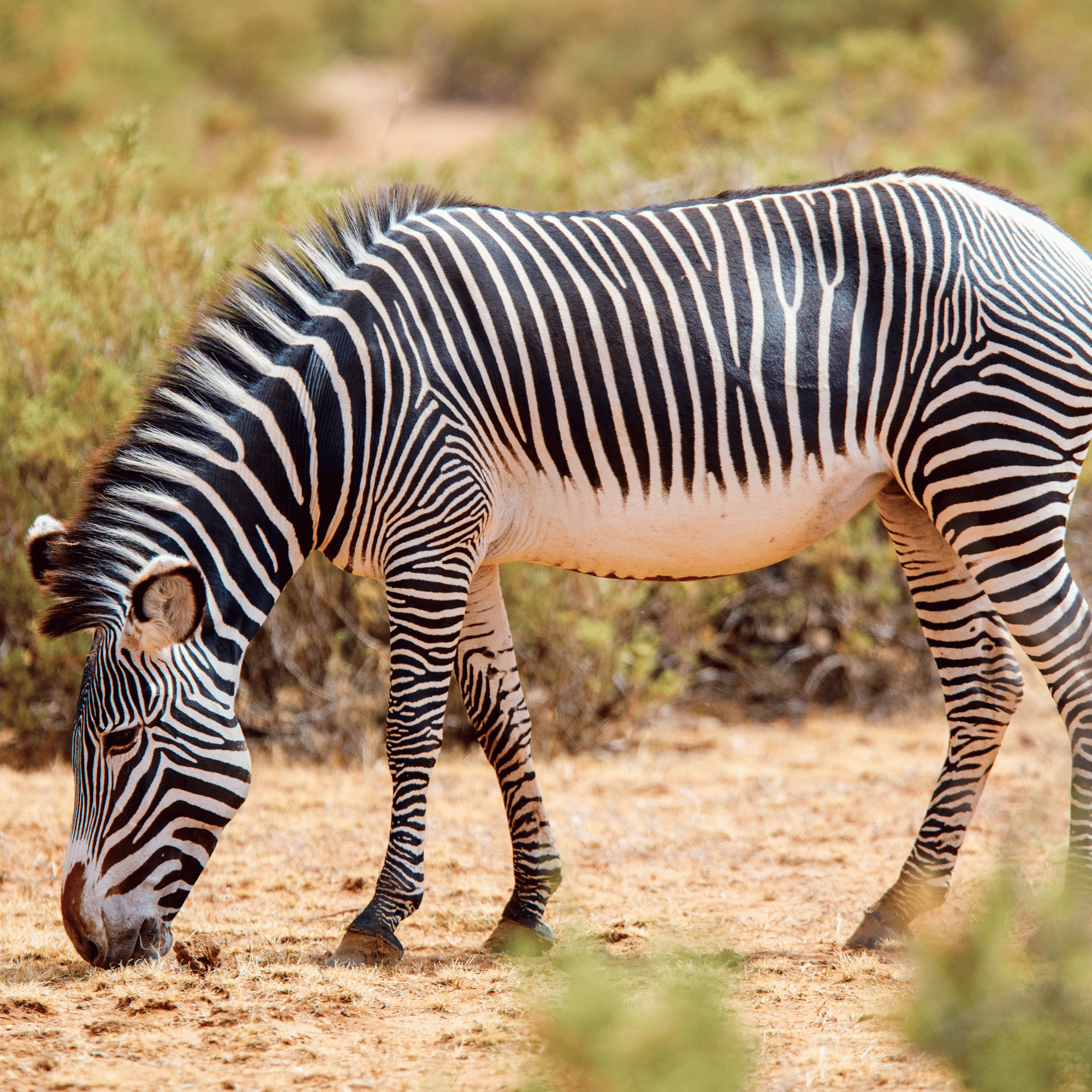 3-Day Samburu Private Safari from Nairobi – photo 4