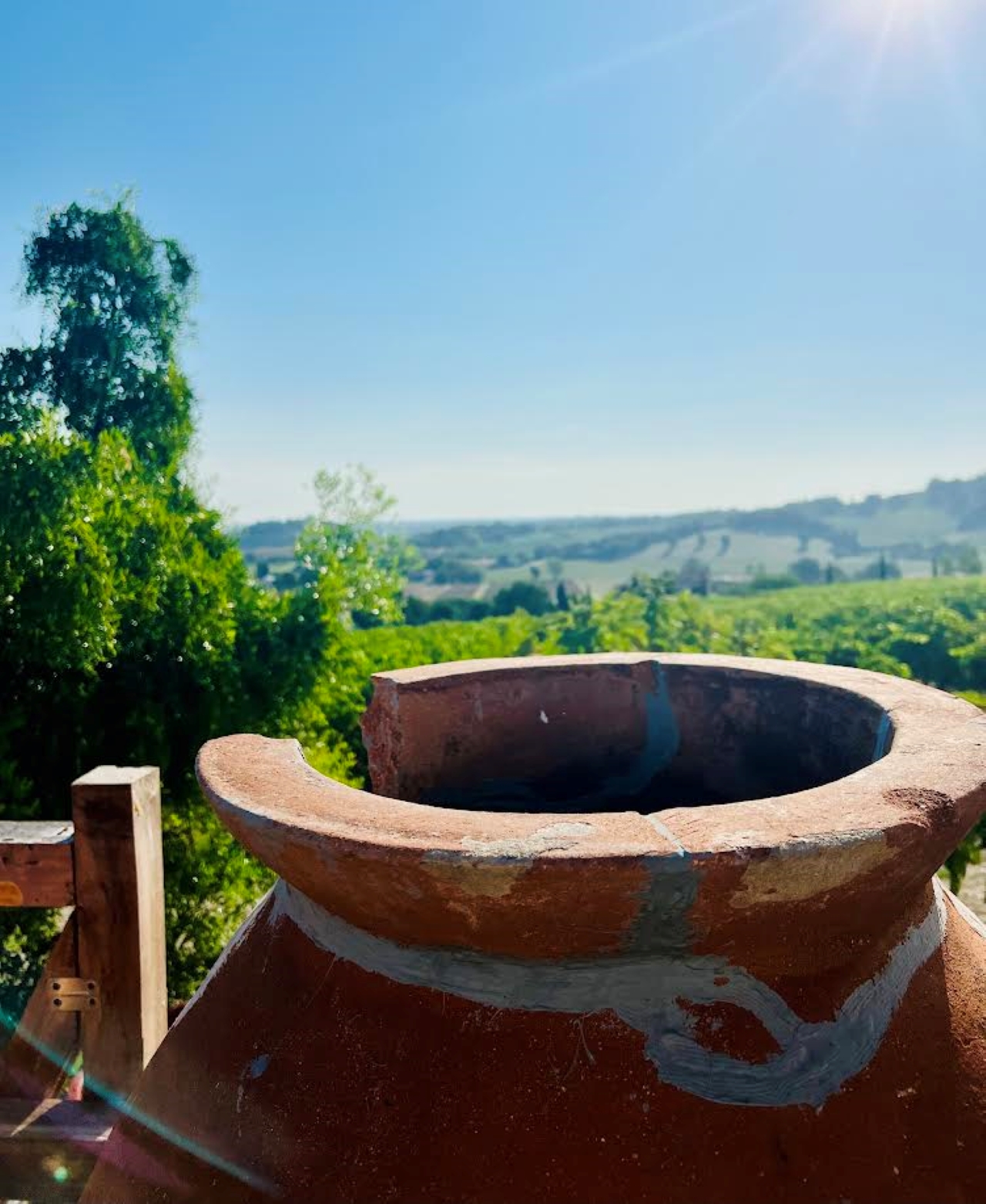 Discover Italian Wines: Exclusive tasting of 3 glasses of wine and olive oil at Tenuta La Viola - Photo 4