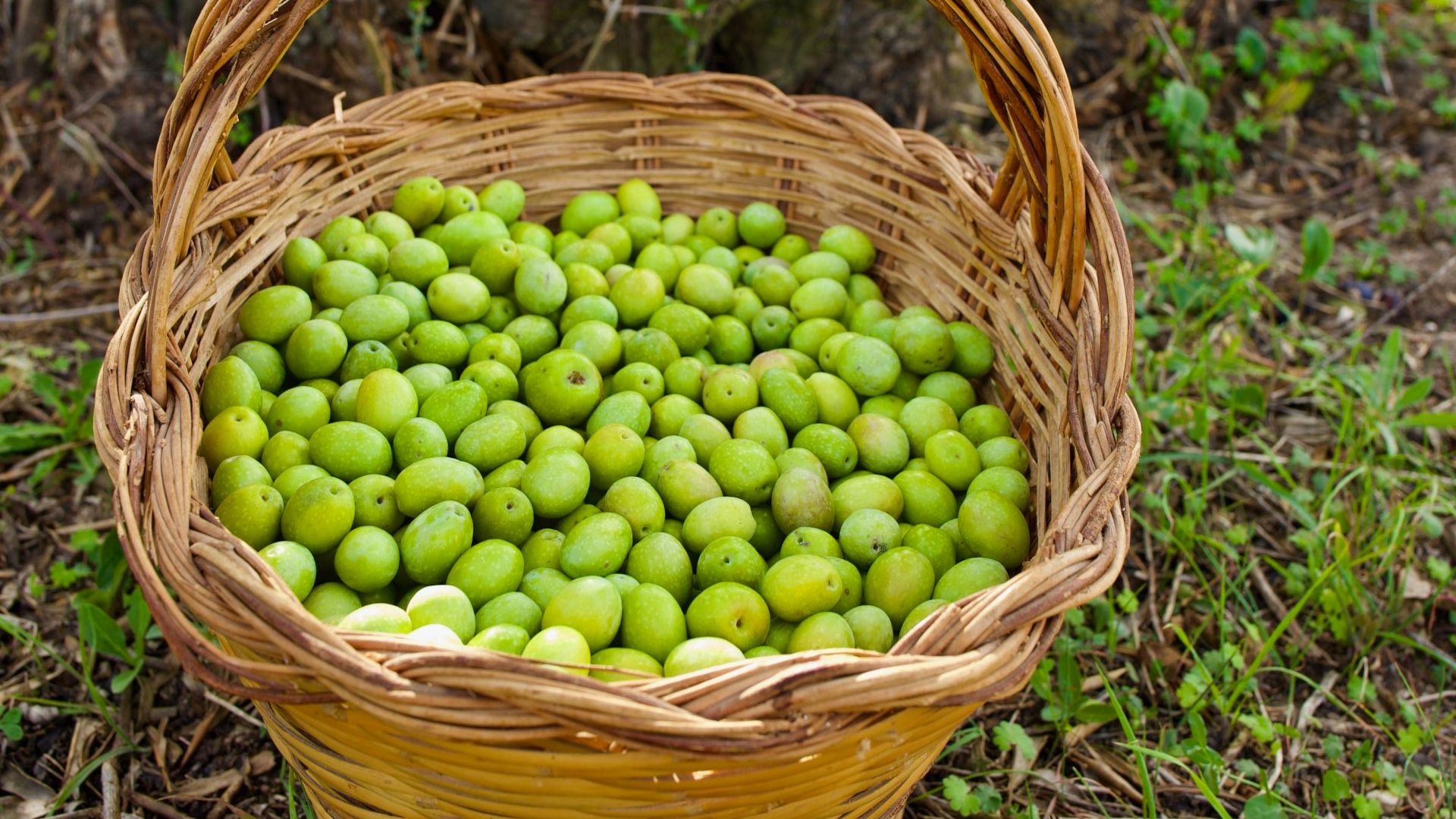 Walk among the olive trees and guided tasting in Oristano - Photo 2