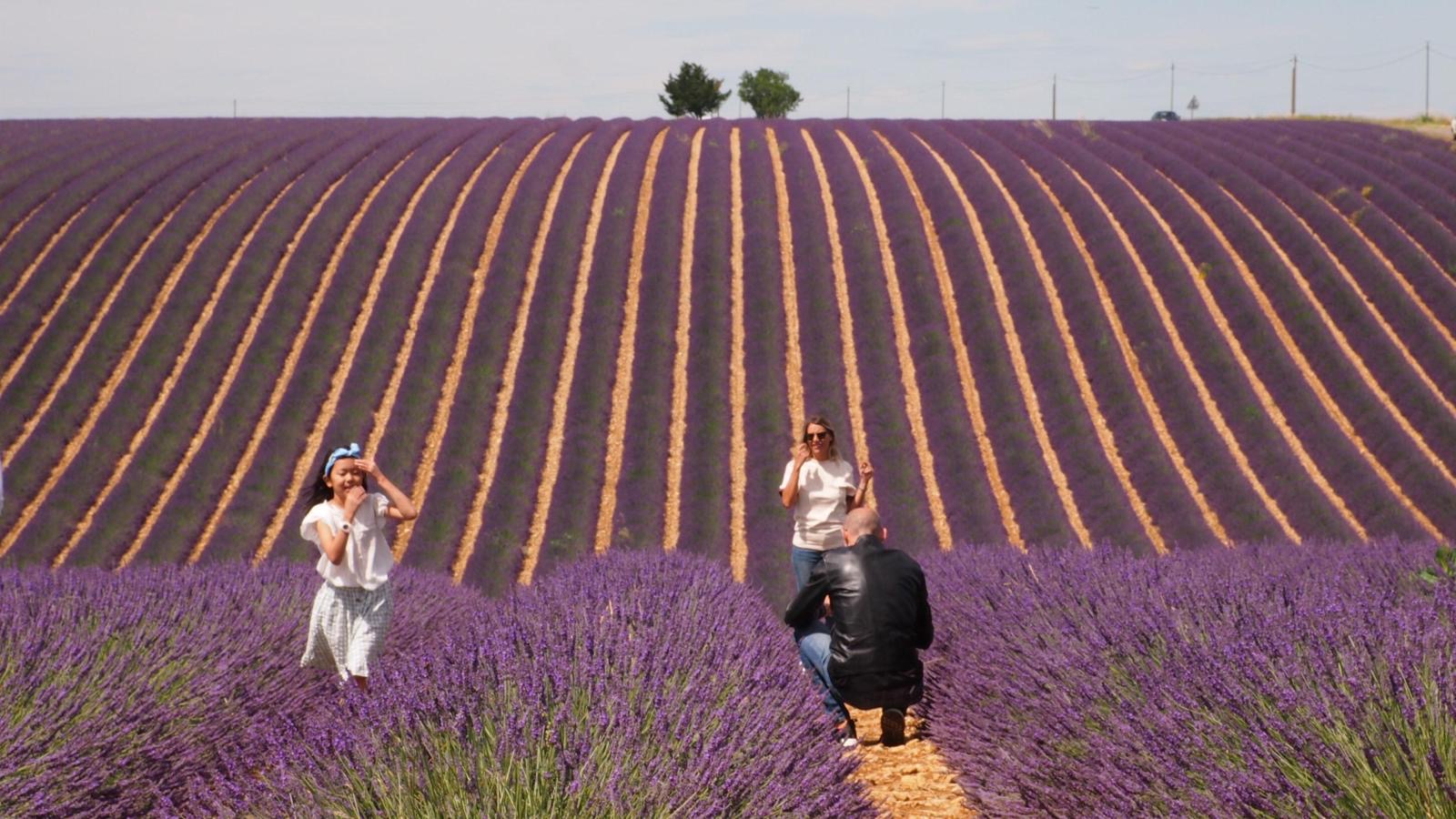 Lavender Private Day Trip - Photo 6