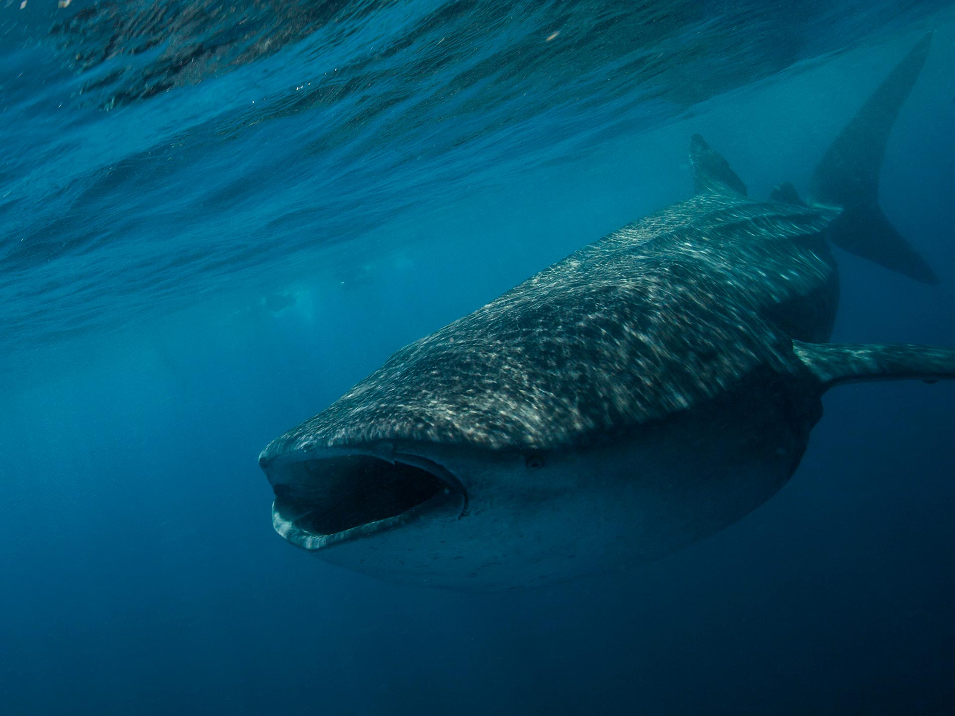 Encuentro con el tiburón ballena - Foto 5