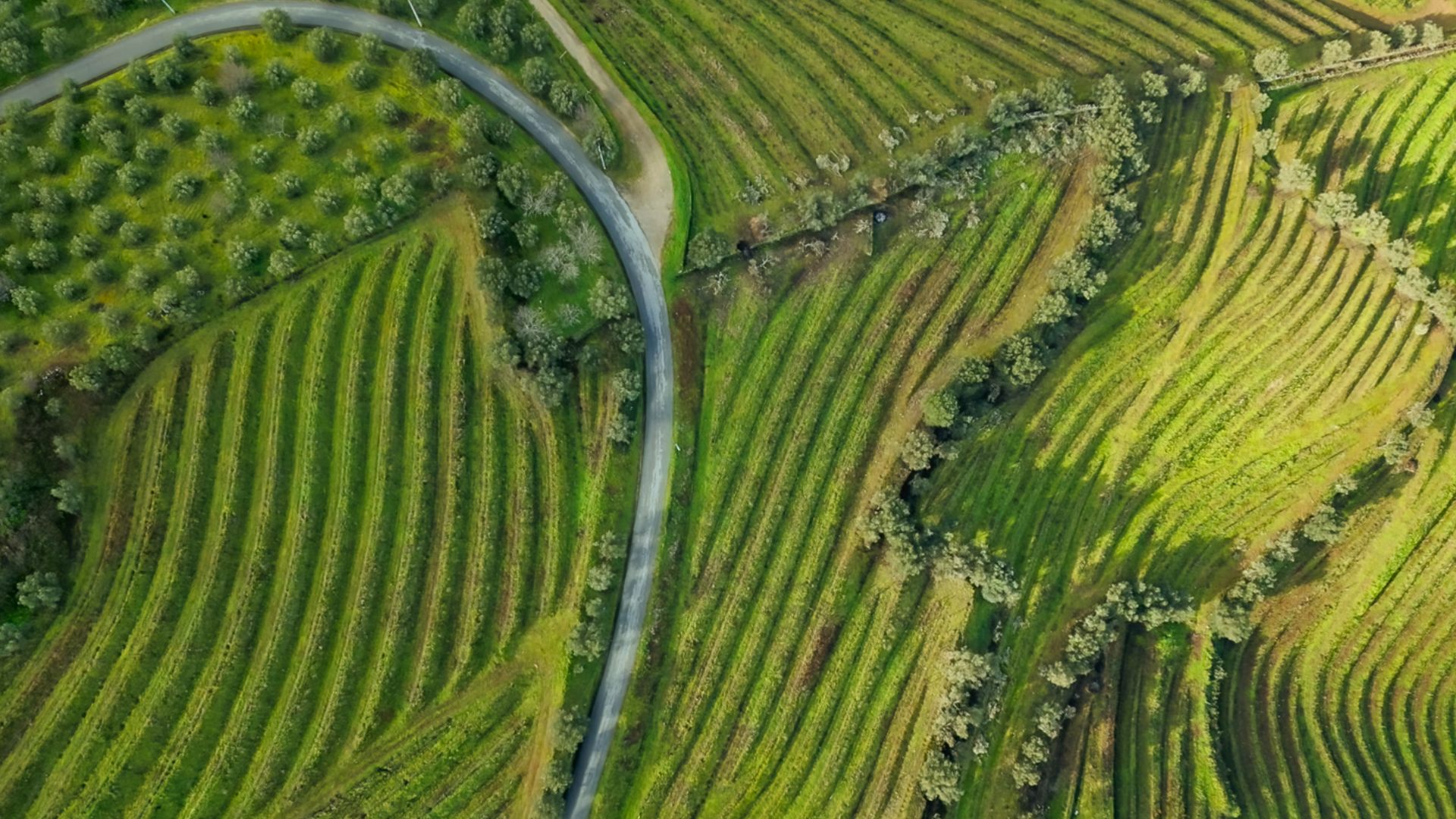 Douro Valley Small Group Tour with Wine Tastings, Lunch and River Cruise  - Photo 17