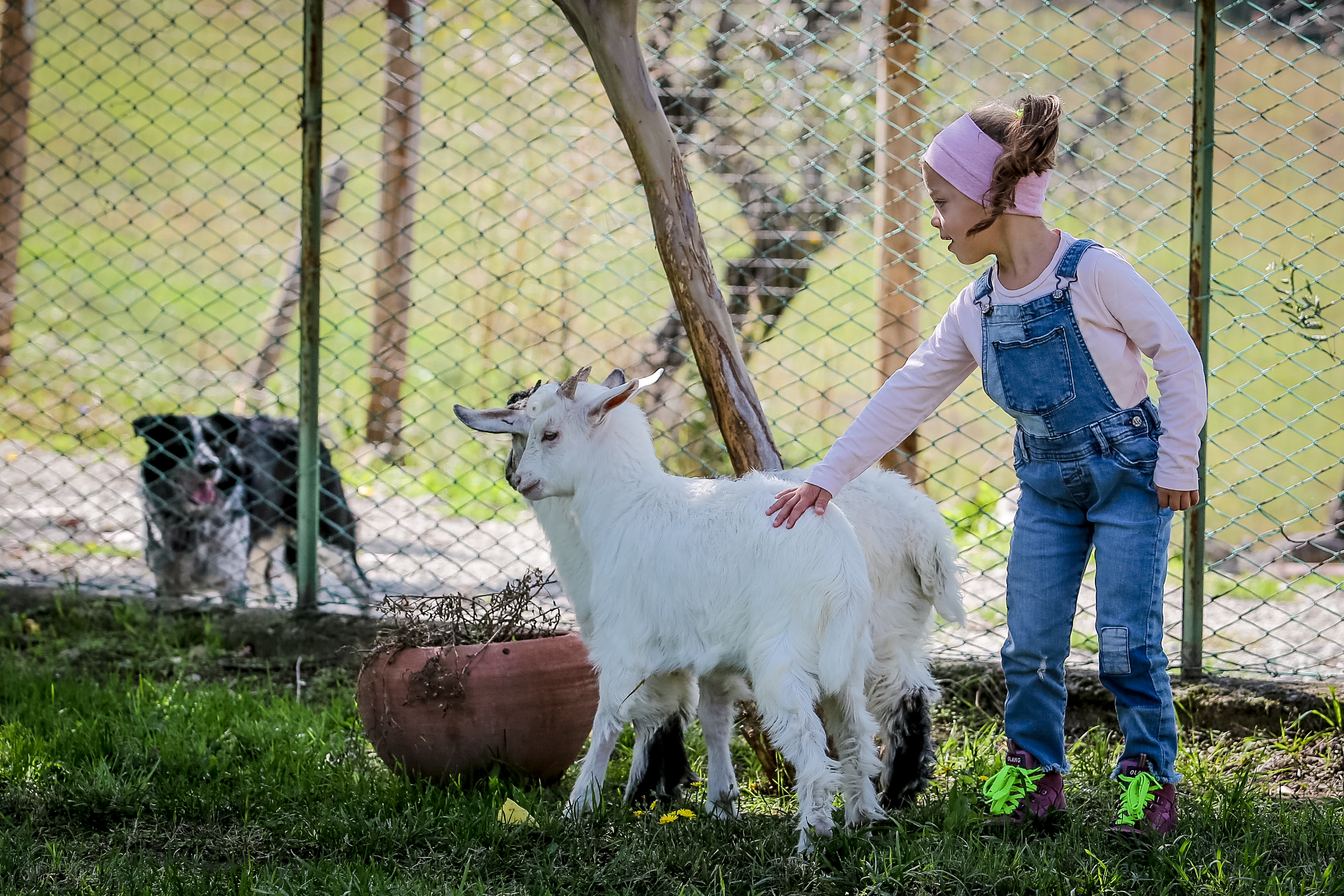 San Leo Cashmere: Farm Experience - Photo 8