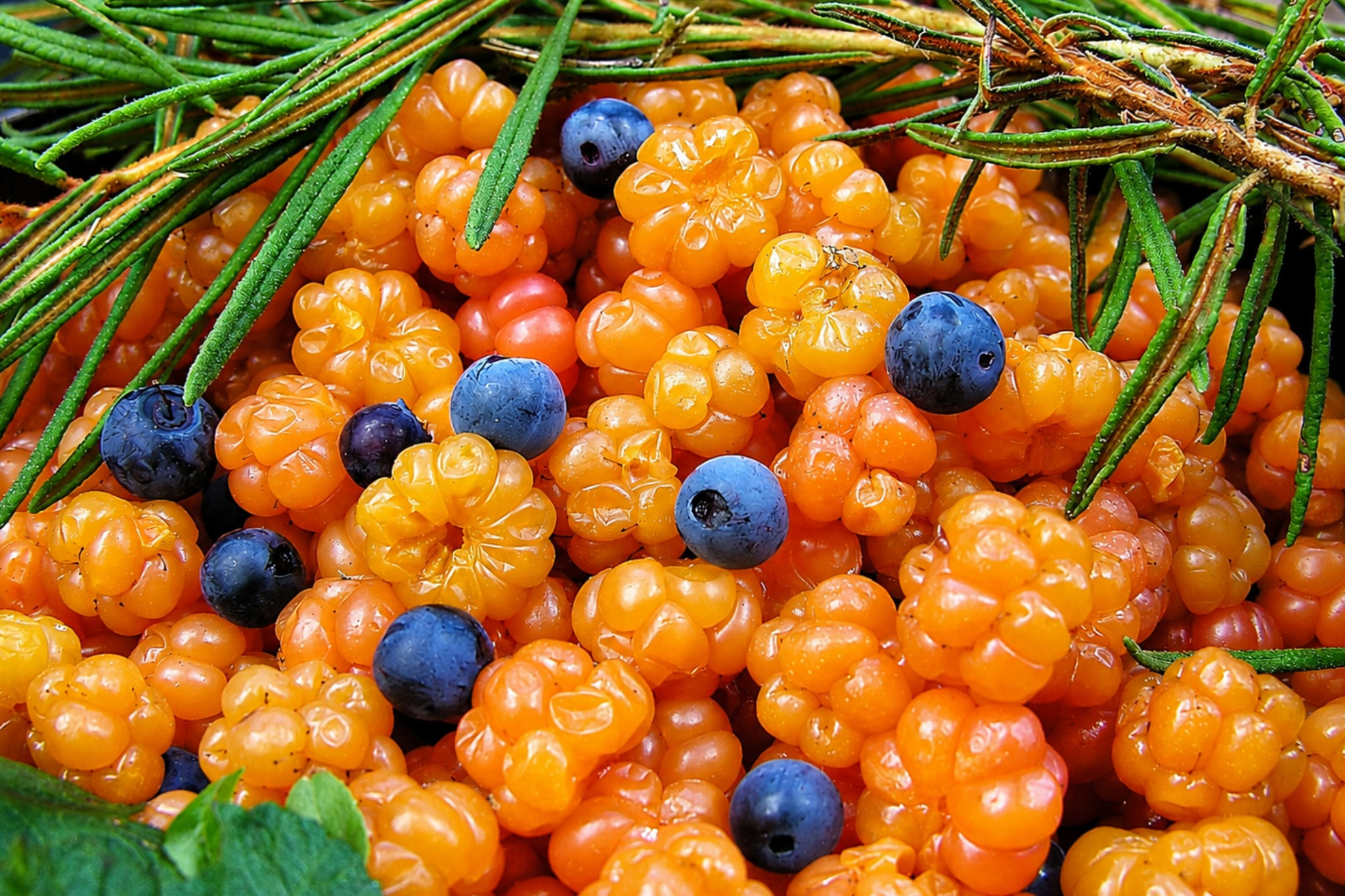 Rovaniemi: Mushrooms & Wild Berries Picking Tour – Small Group