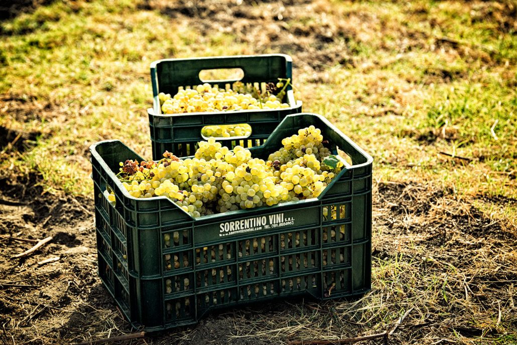 Picnic in the vineyard on the slopes of Vesuvius - Photo 8