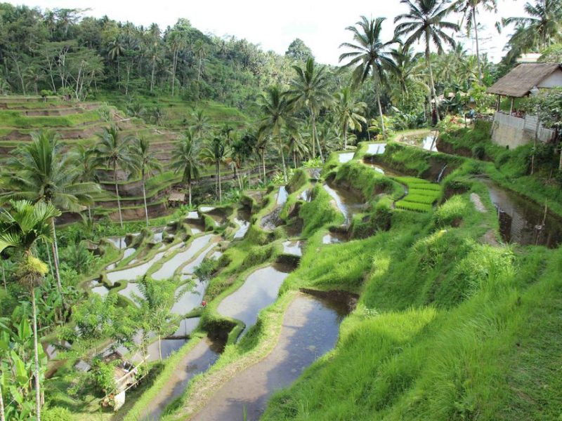 Bali: Best of Jungle Swing with Ubud Sightseeing Tour – Image 4 | WeShare
