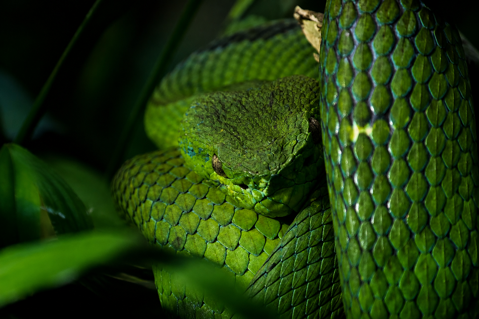 Monteverde Wildlife Night Tour with Steven