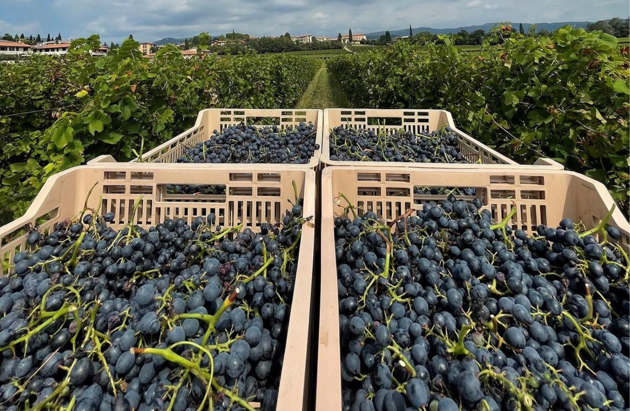 Boutique Winery Tour & Tasting in Valpolicella - Photo 6
