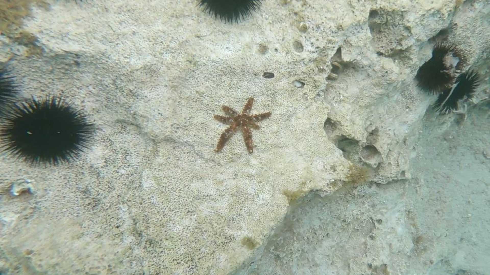 Cala Gonone: snorkeling in the Orosei Gulf - Photo 13