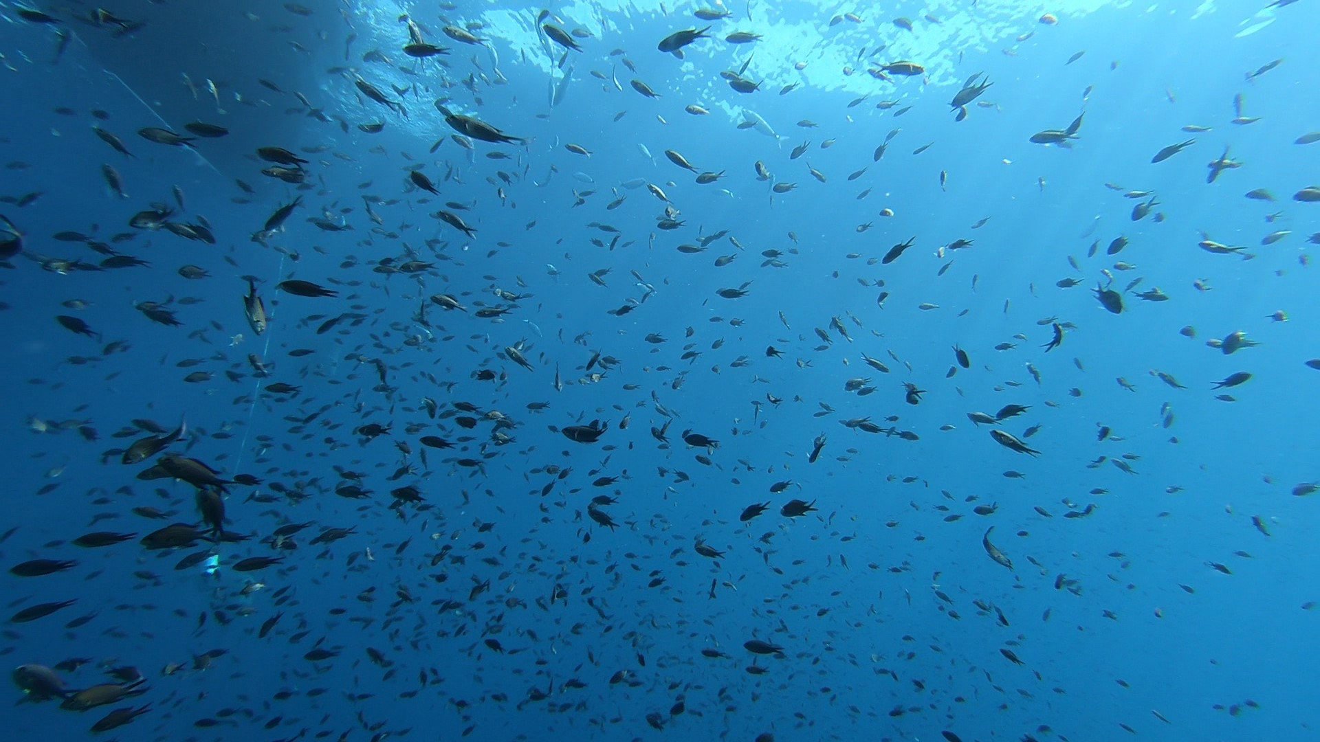 From San Teodoro: diving for professionals in Tavolara and Molara - Photo 11
