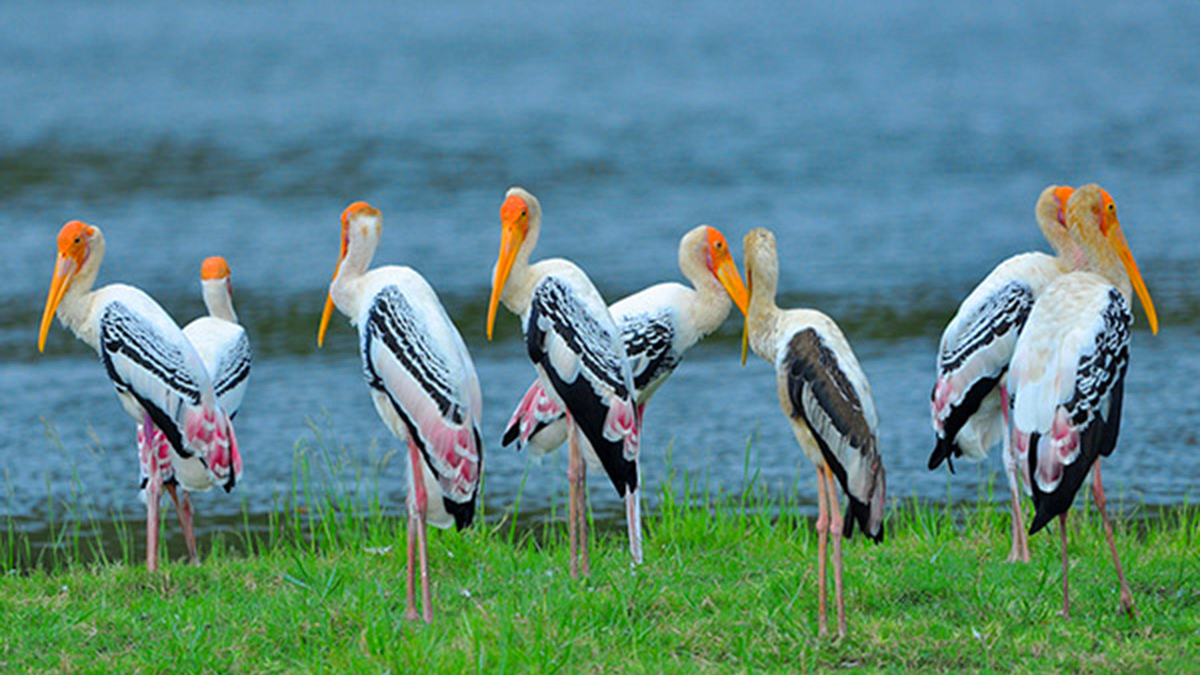 Bundala National Park Shared Safari.