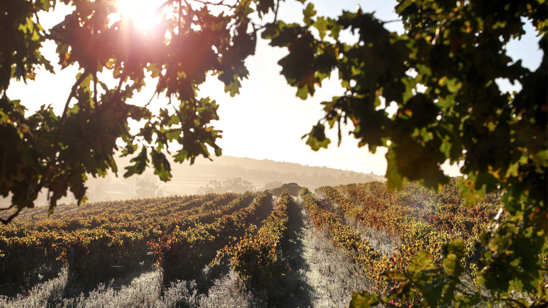 Irpinia: Wine tasting and guided tour - Photo 19