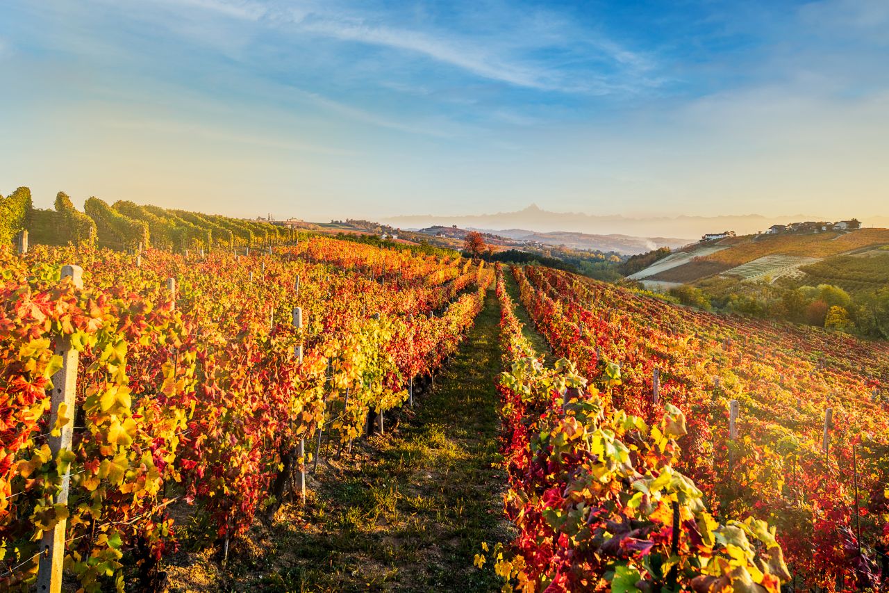 Il Blagueur: A Journey through Barolo's Finest Vintages - Photo 2