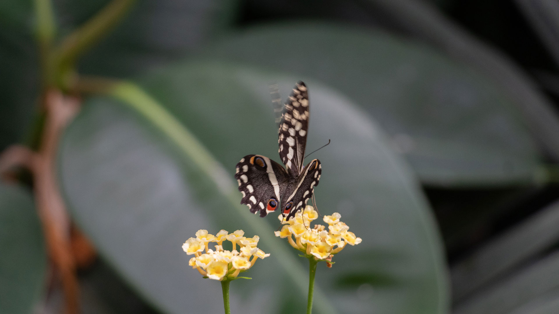Alghero: visit to the Butterfly House - Photo 19