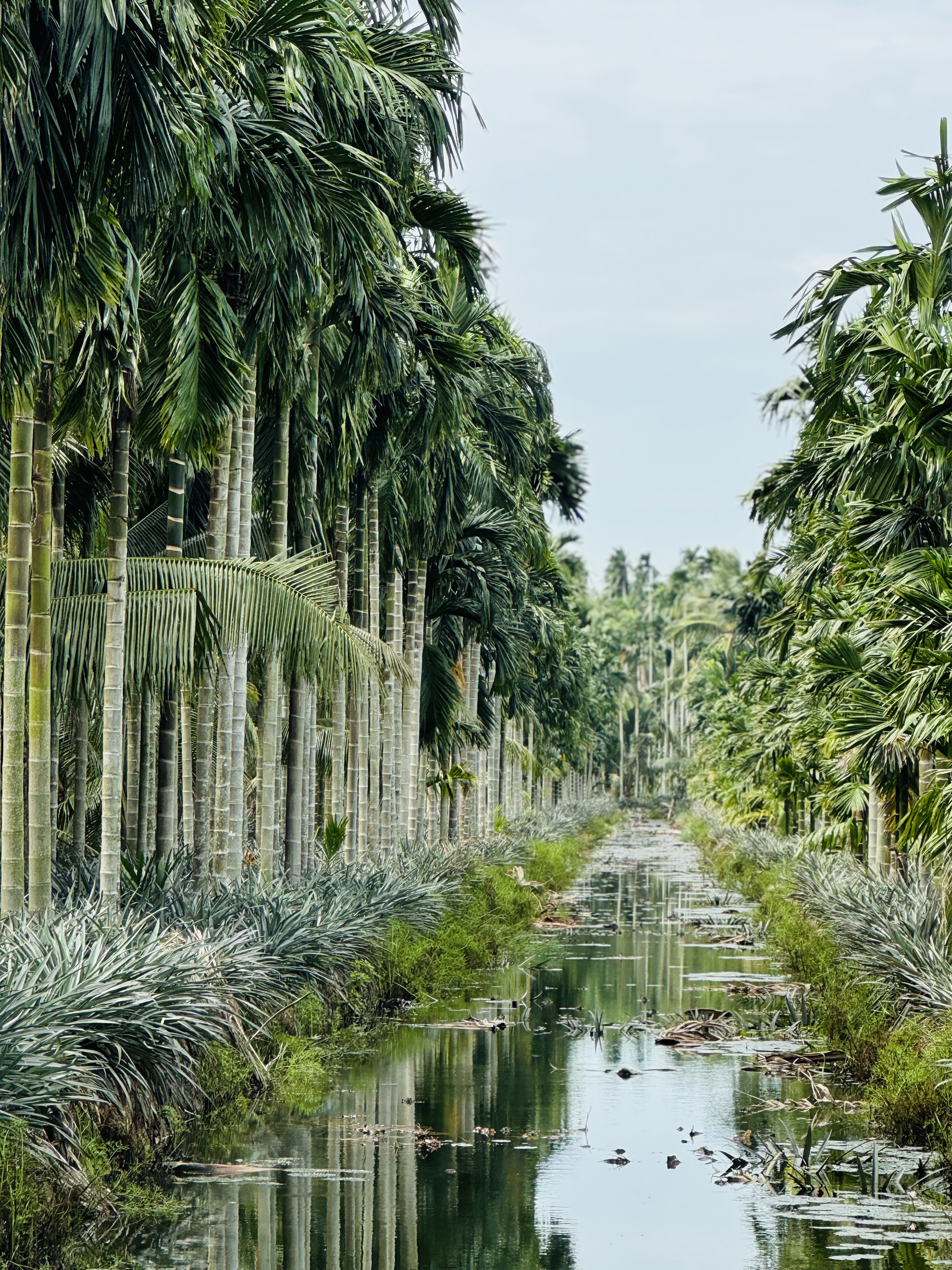 Explore U Minh Thuong Forest and The Bike trip In Pineapple Villages