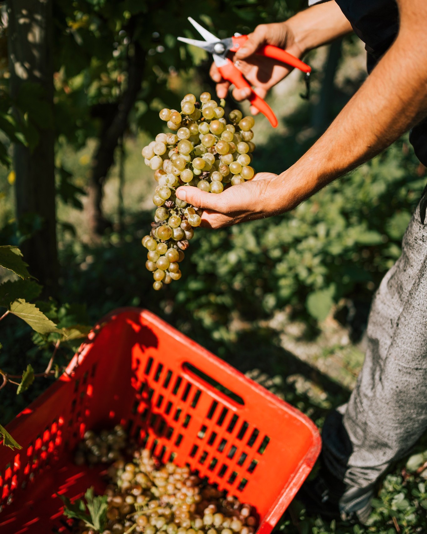 Ischia: 3 Hours Wine Tasting Experience, Vineyards & Pick-up - Photo 8