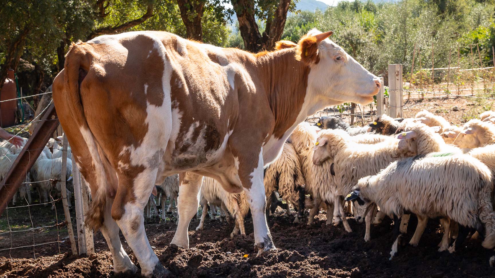 Arzana: visit to a farm with tasting - Photo 2