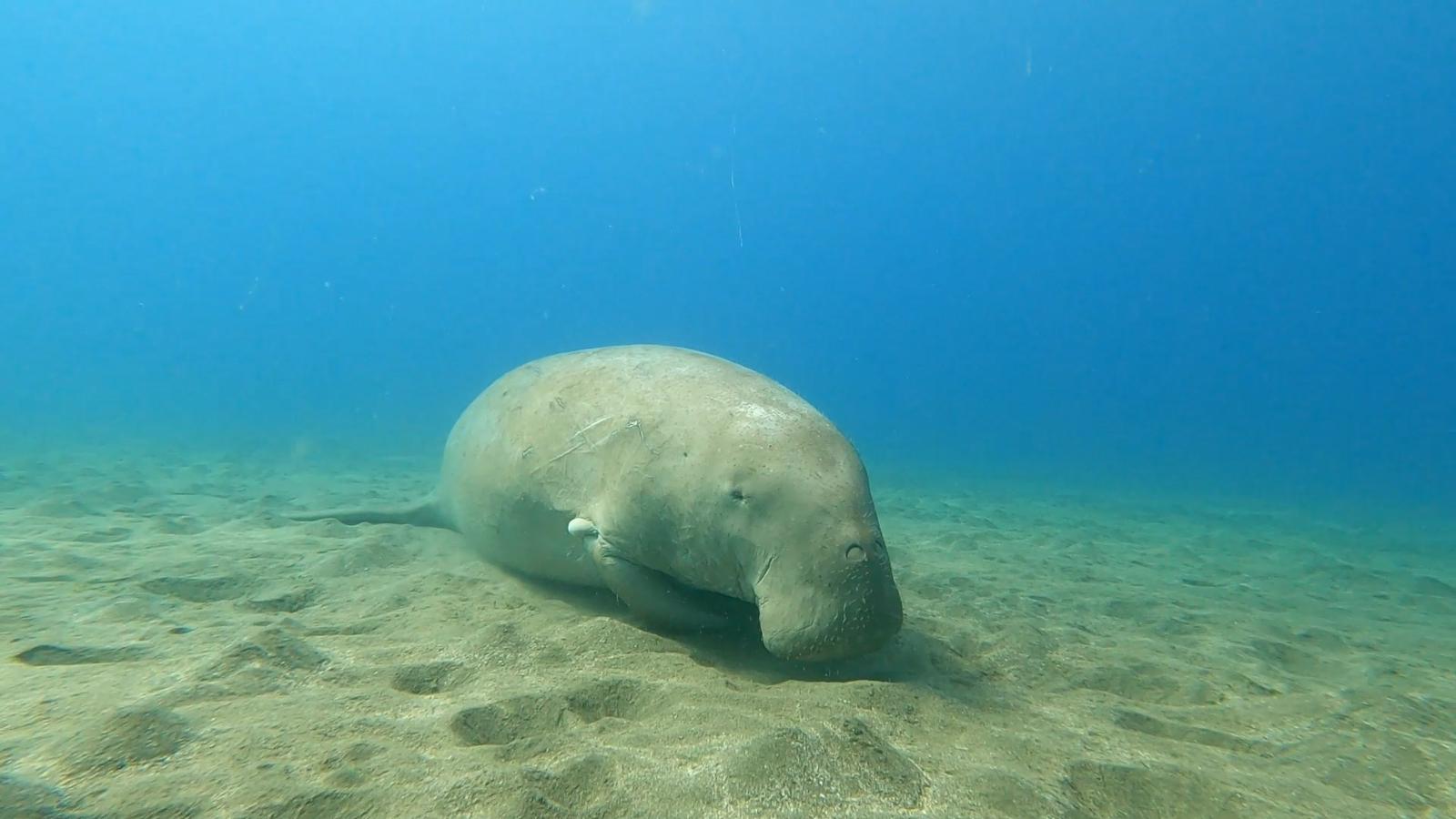 Abu Dabbab Dugong Snorkeling Trip from El Quseir.