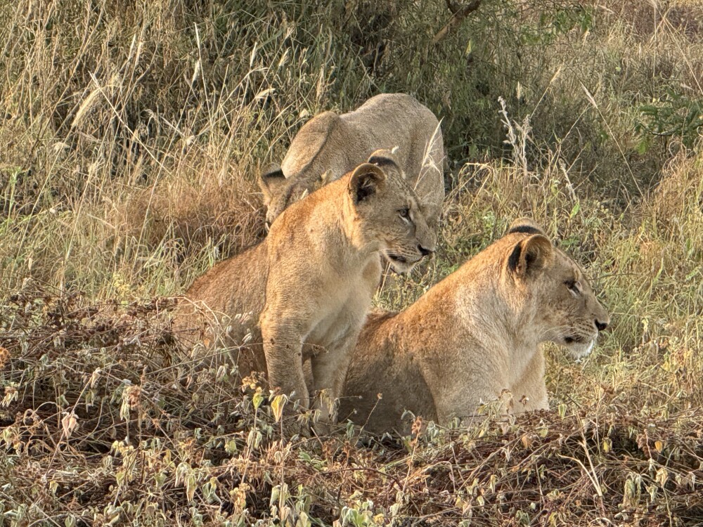 3-Day Private Masai Mara Safari from Nairobi – photo 1