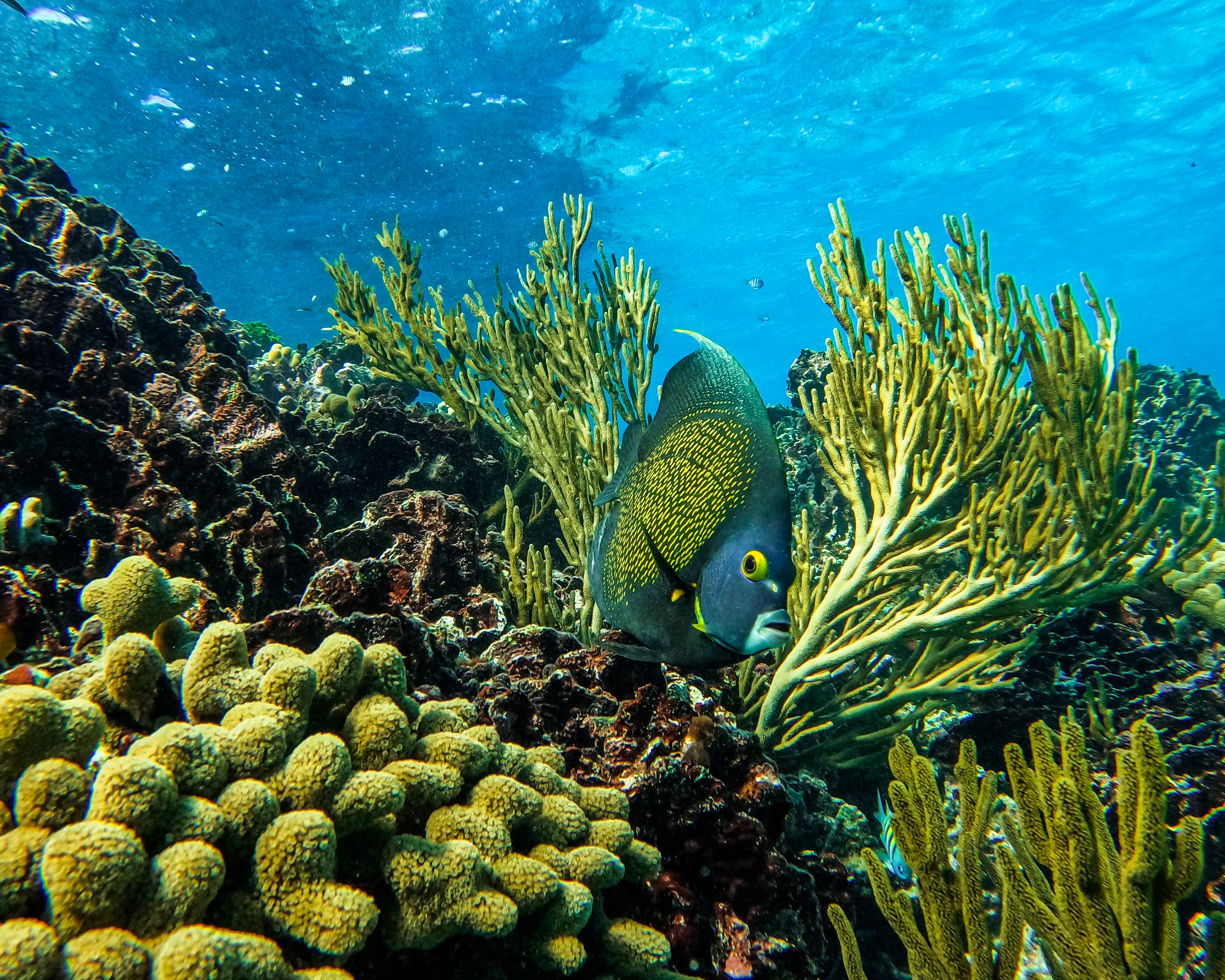 1.5 hours Snorkeling at Tulum's paradise reef — 35/92