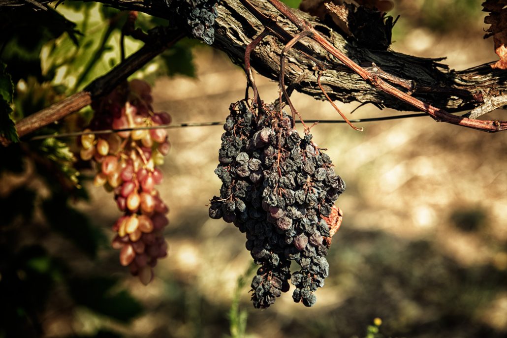 Picnic in the vineyard on the slopes of Vesuvius - Photo 6