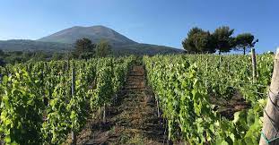 Wine tasting tour on the slopes of Vesuvius - Photo 2