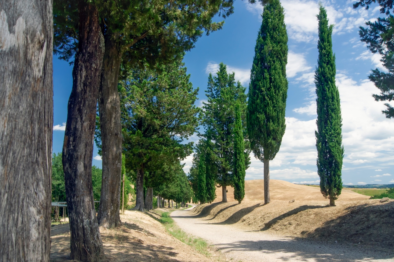 Tuscany Tour from Florence: Small Group Villages, Wine & Cooking Lunch  - Photo 3