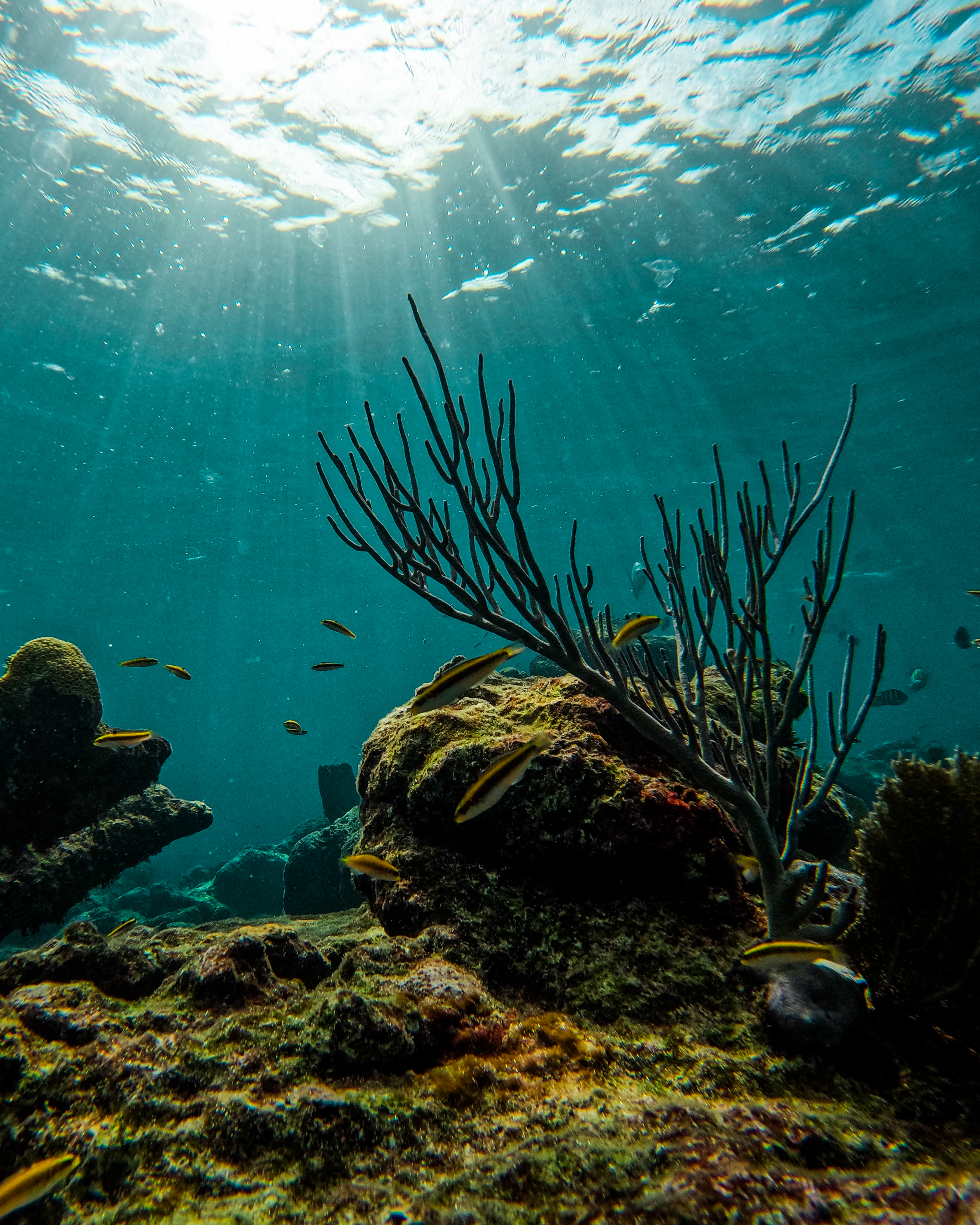 2 horas de Snorkeling en dos puntos del arrecife de Tulum — 72/78