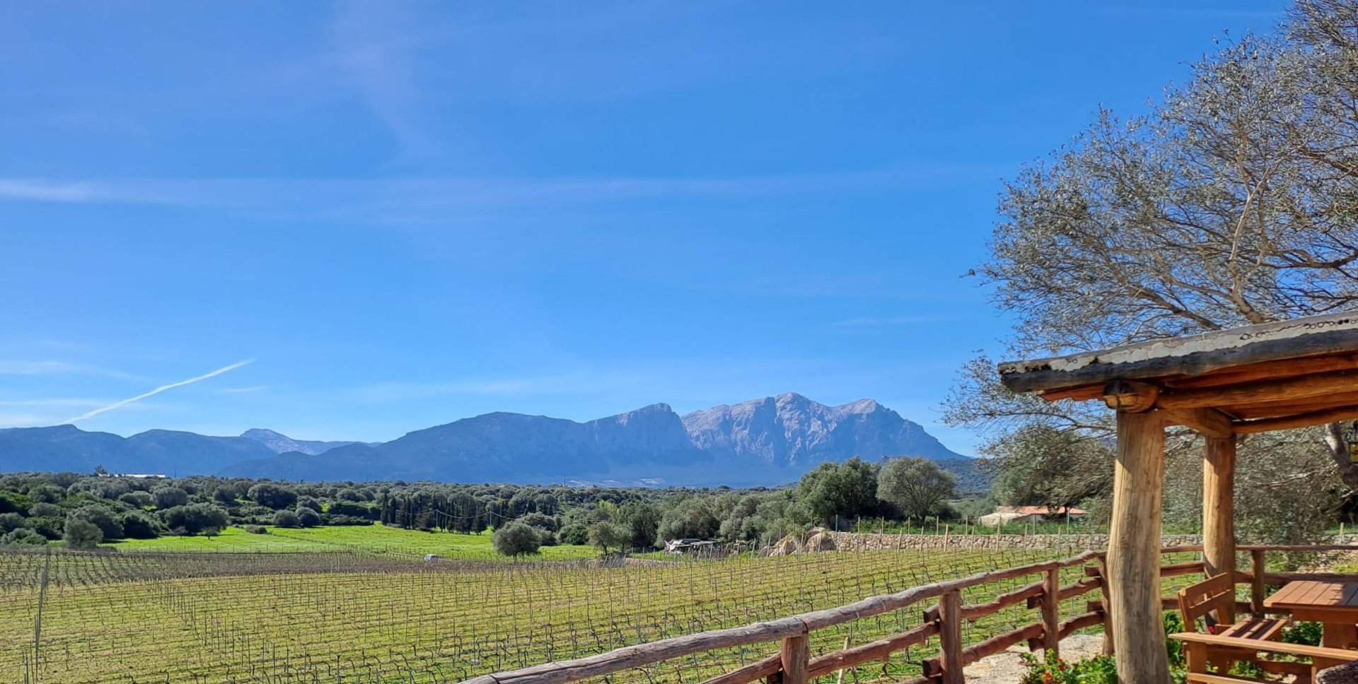 Dorgali: visit of a winery with tasting - Photo 3