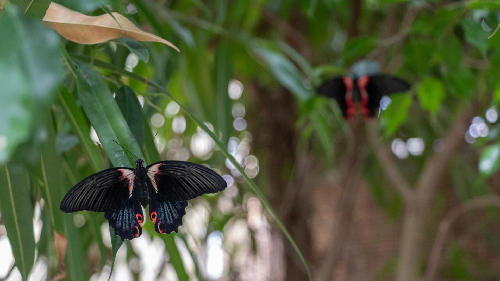 Alghero: visit to the Butterfly House - Photo 16