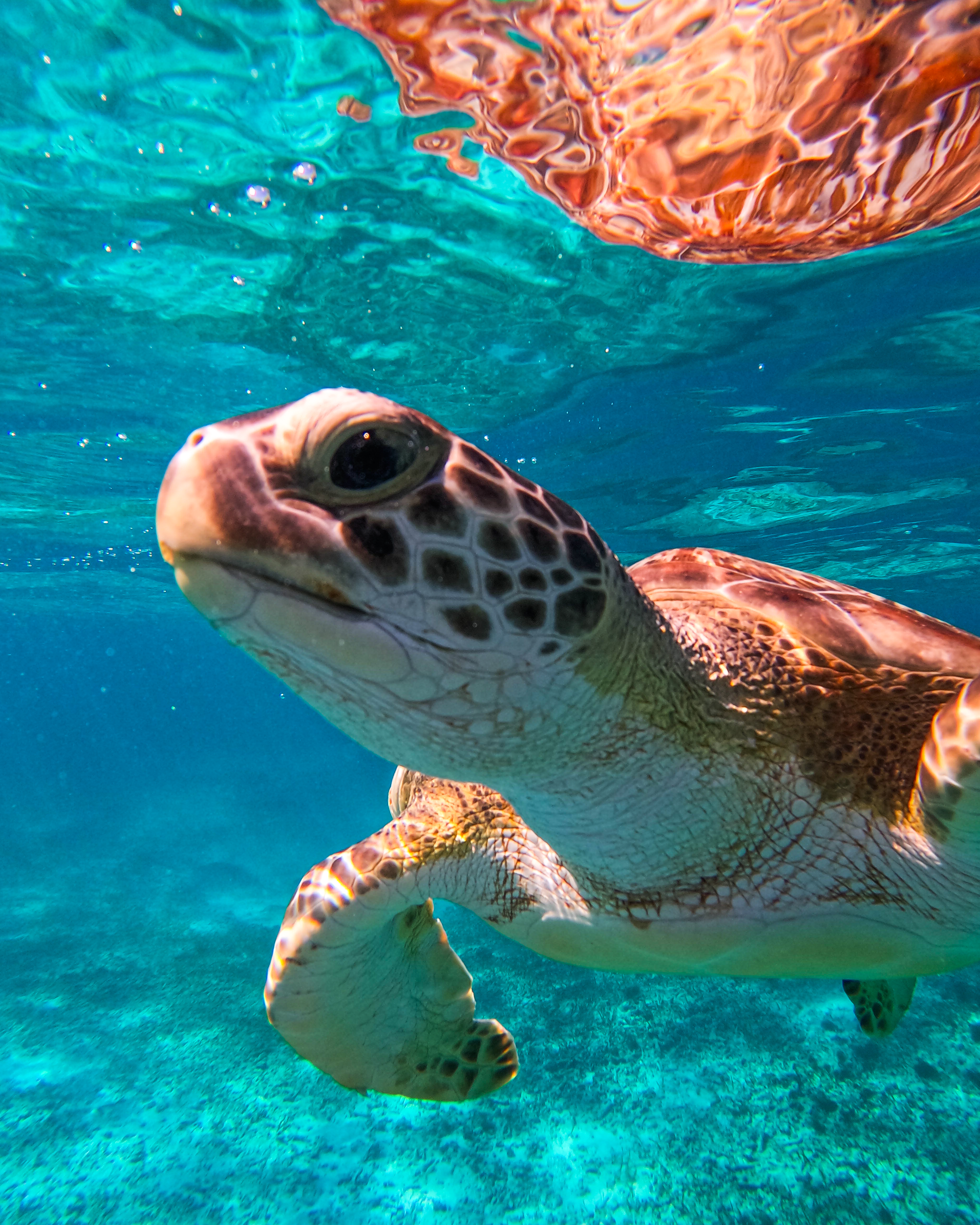 1.5 hours Snorkeling at Tulum's paradise reef — 81/92