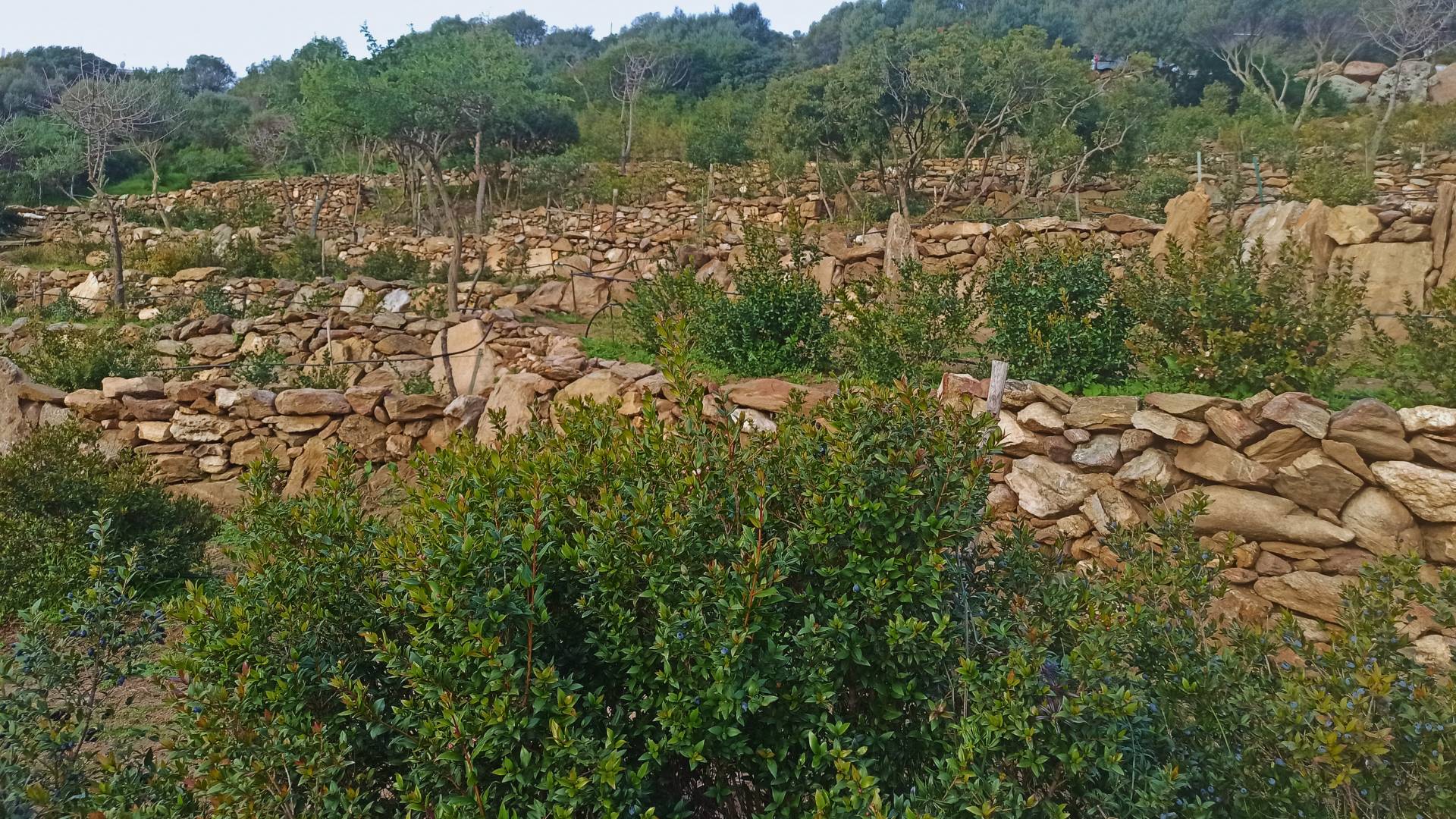 Olbia: visit a myrtle-making factory with tasting - Photo 4