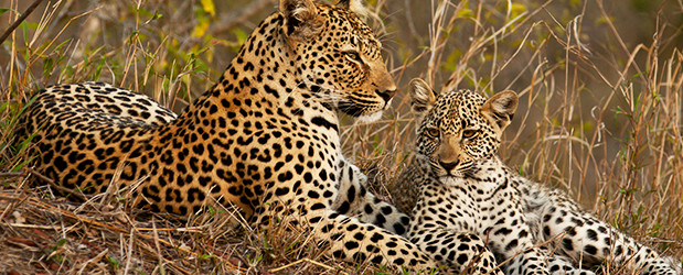 Safari grupal de rango medio de 3 días en Masai Mara
