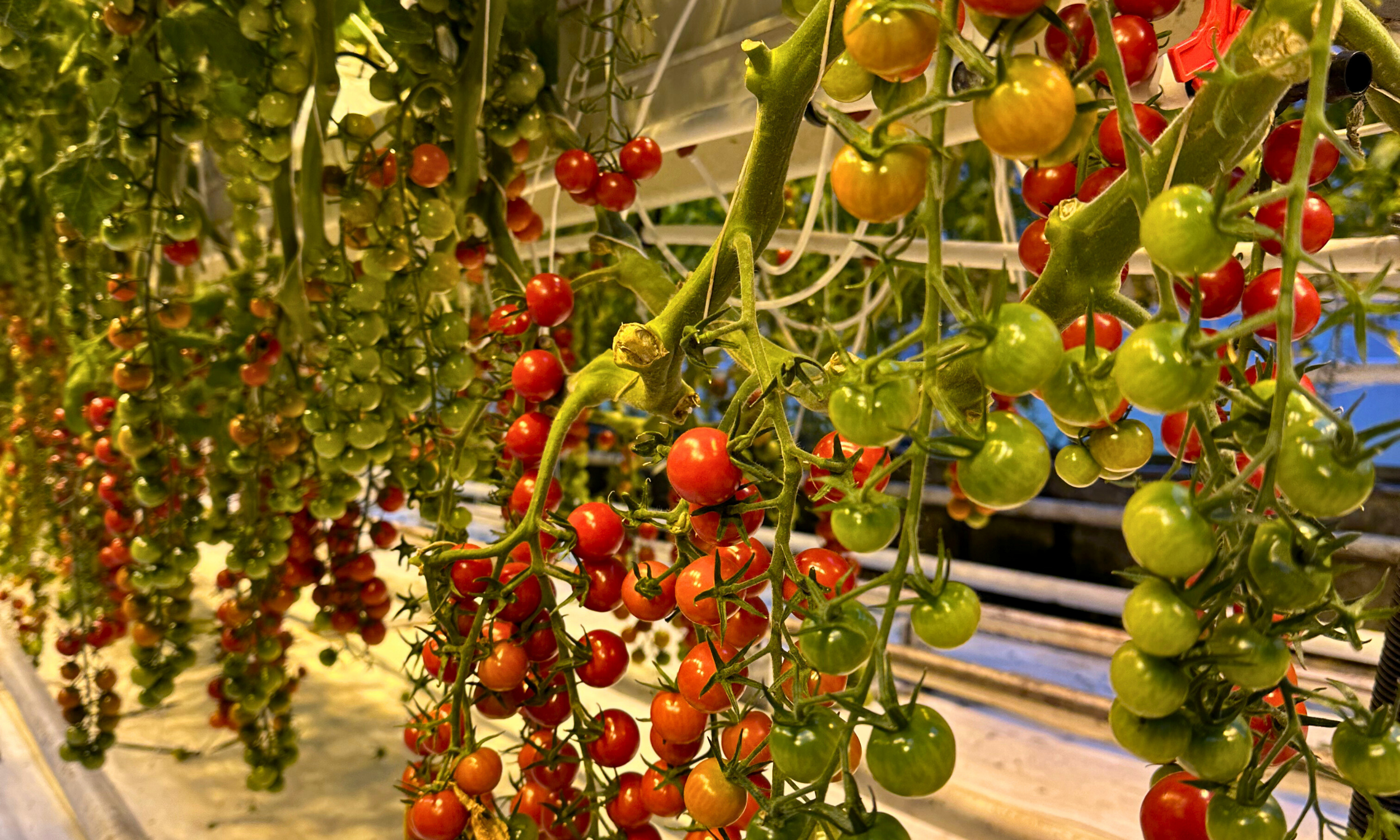 Private Golden Circle Classic Tour with Kerið Crater and Friðheimar Tomato Farm - photo 16