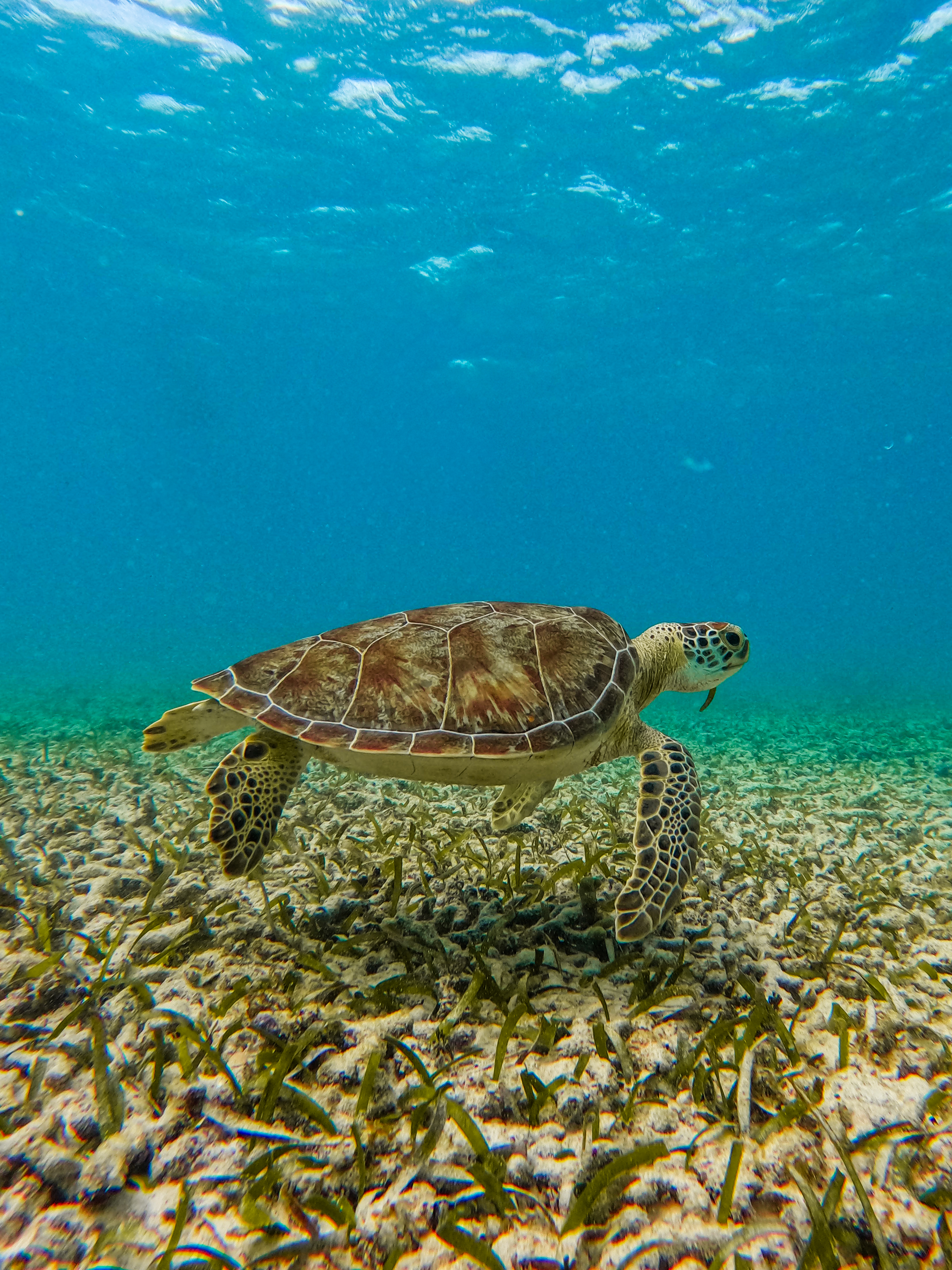 1.5 hours Snorkeling at Tulum's paradise reef — 53/92