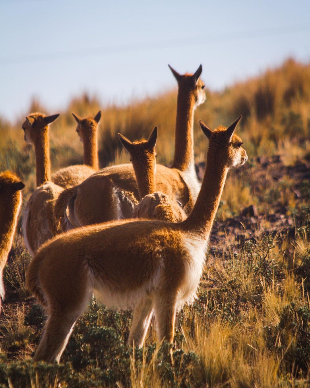 Naz-05 : Reserva Nacional Pampas - Santuario Vicuña Lama - Foto 3