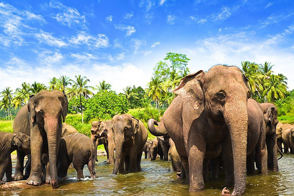 Elephant Explorer Tour with Naturalist from Udawalawe