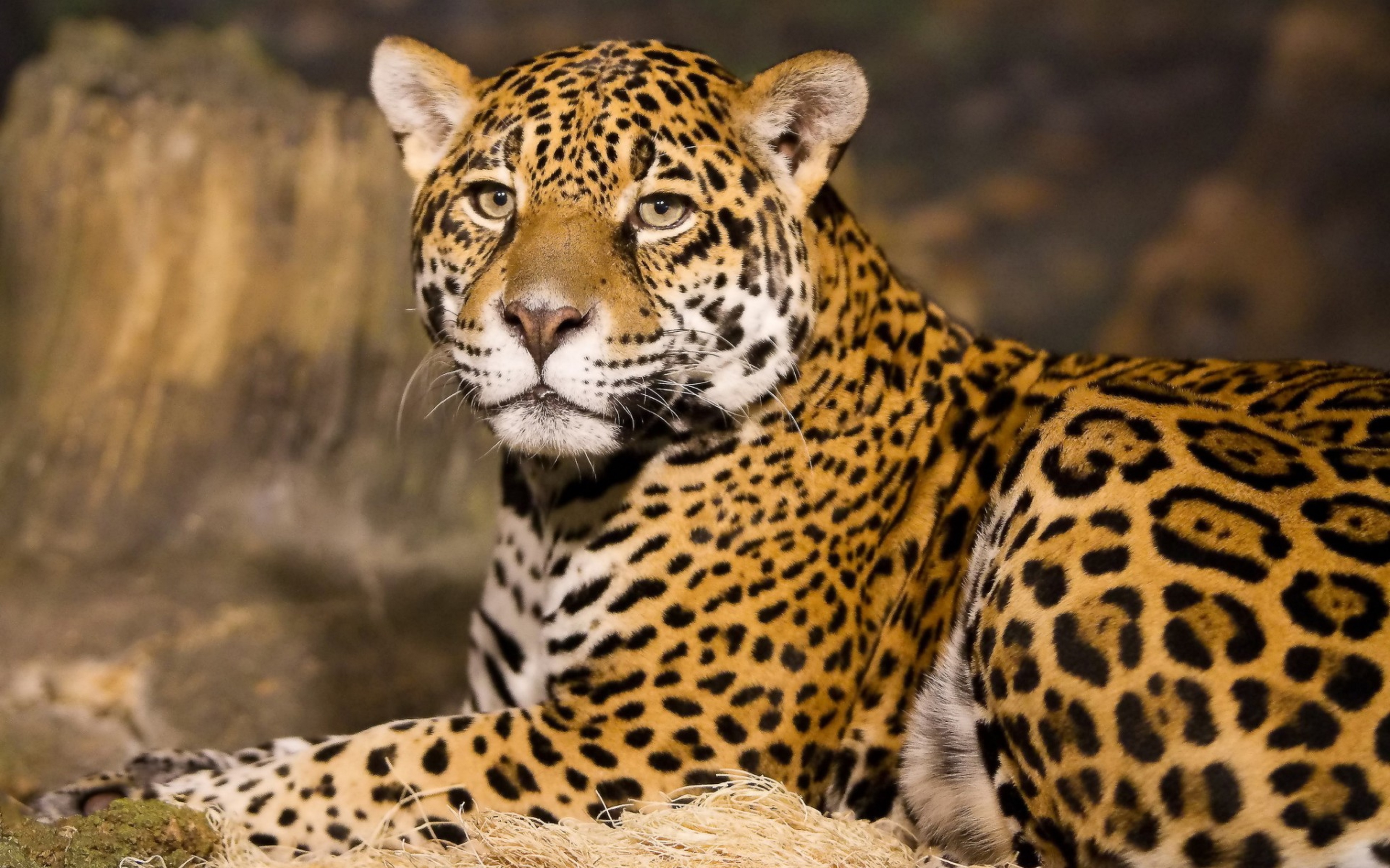 Excursión de un día al safari Hluhluwe Imfolozi (7)